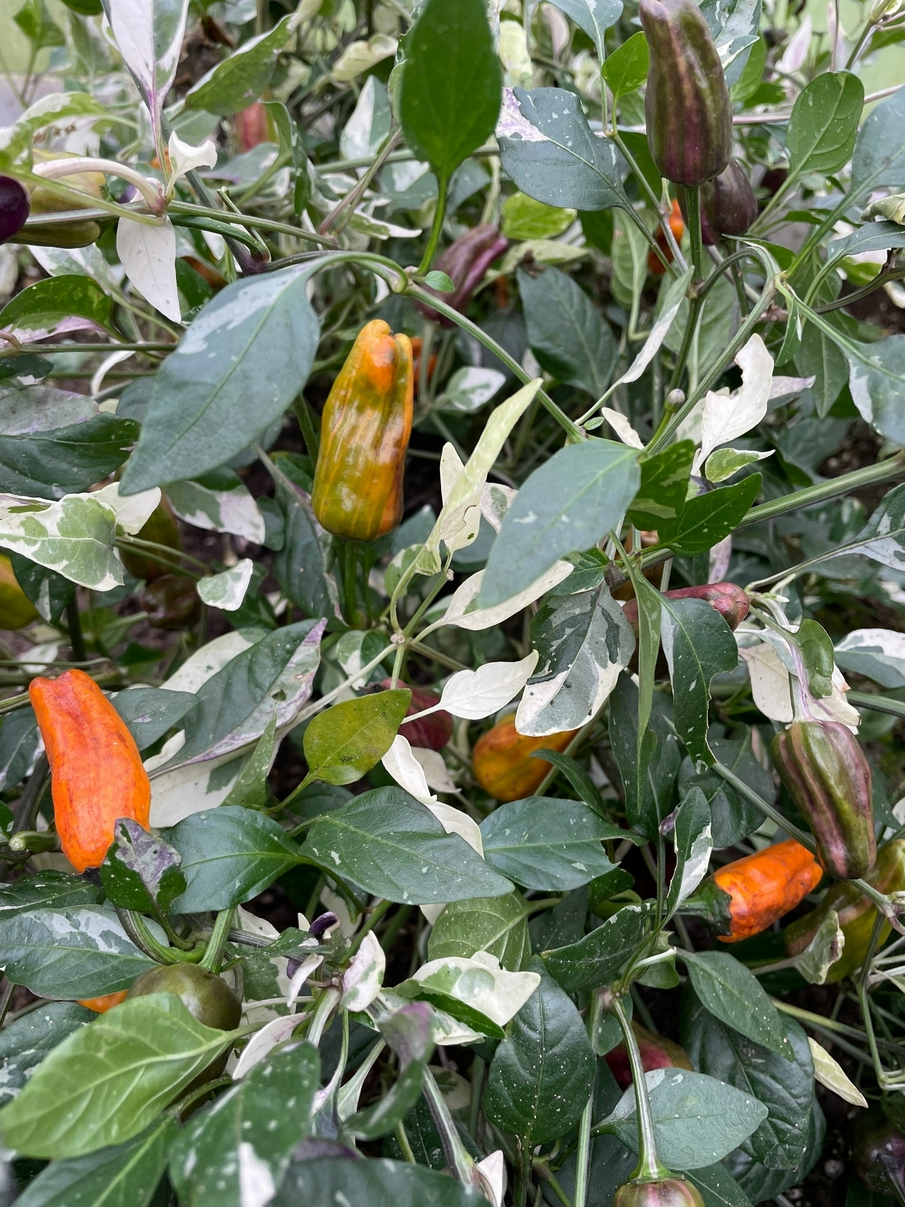 Семена острого перца Salаtigа х Fish Оrangе