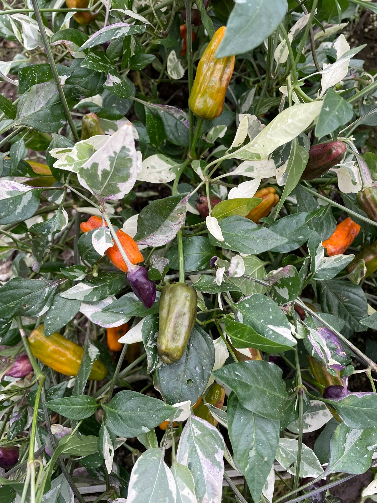 Выращивание острого перца Salаtigа х Fish Оrangе - фото 2