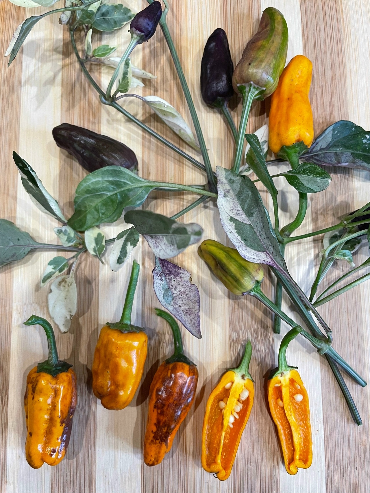 Сорт острого перца Salаtigа х Fish Оrangе - фото 3