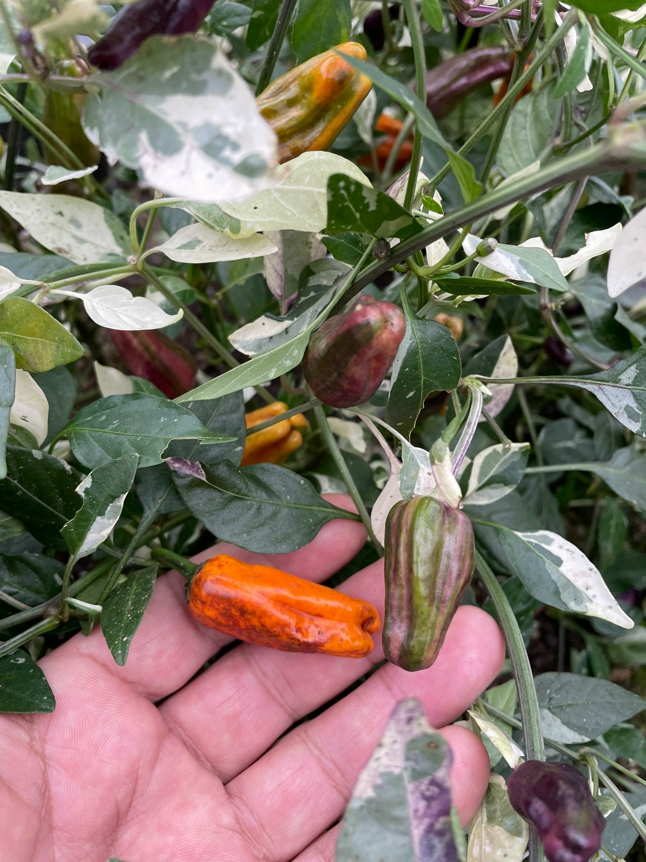 Плоды острого перца Salаtigа х Fish Оrangе - фото 4