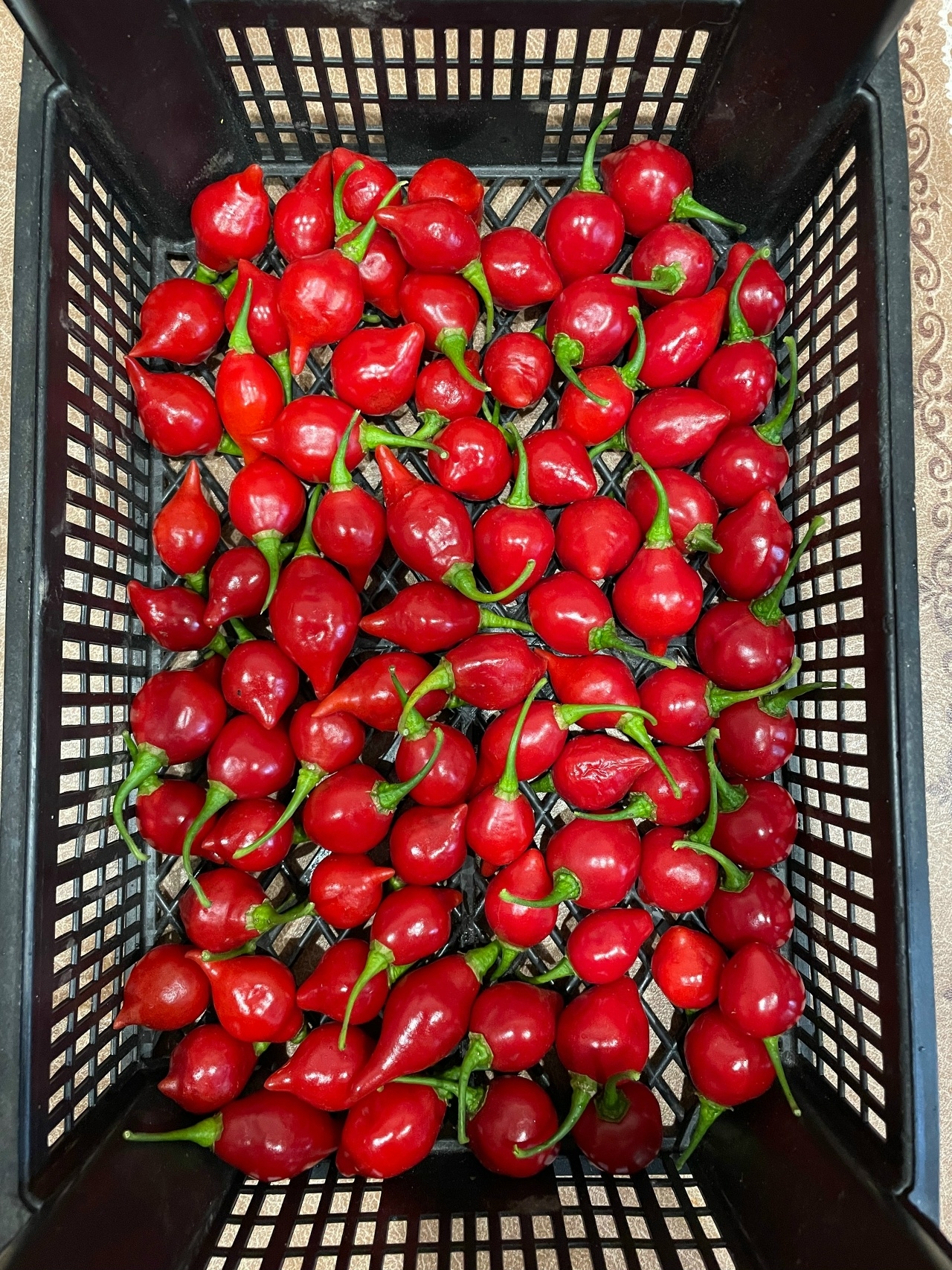 Выращивание острого перца Maria Bonita - фото 2