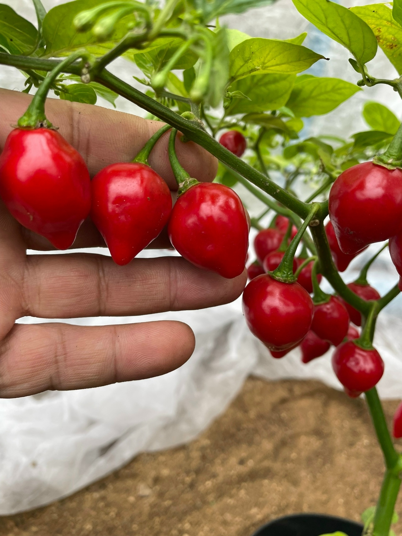 Сорт острого перца Maria Bonita - фото 3