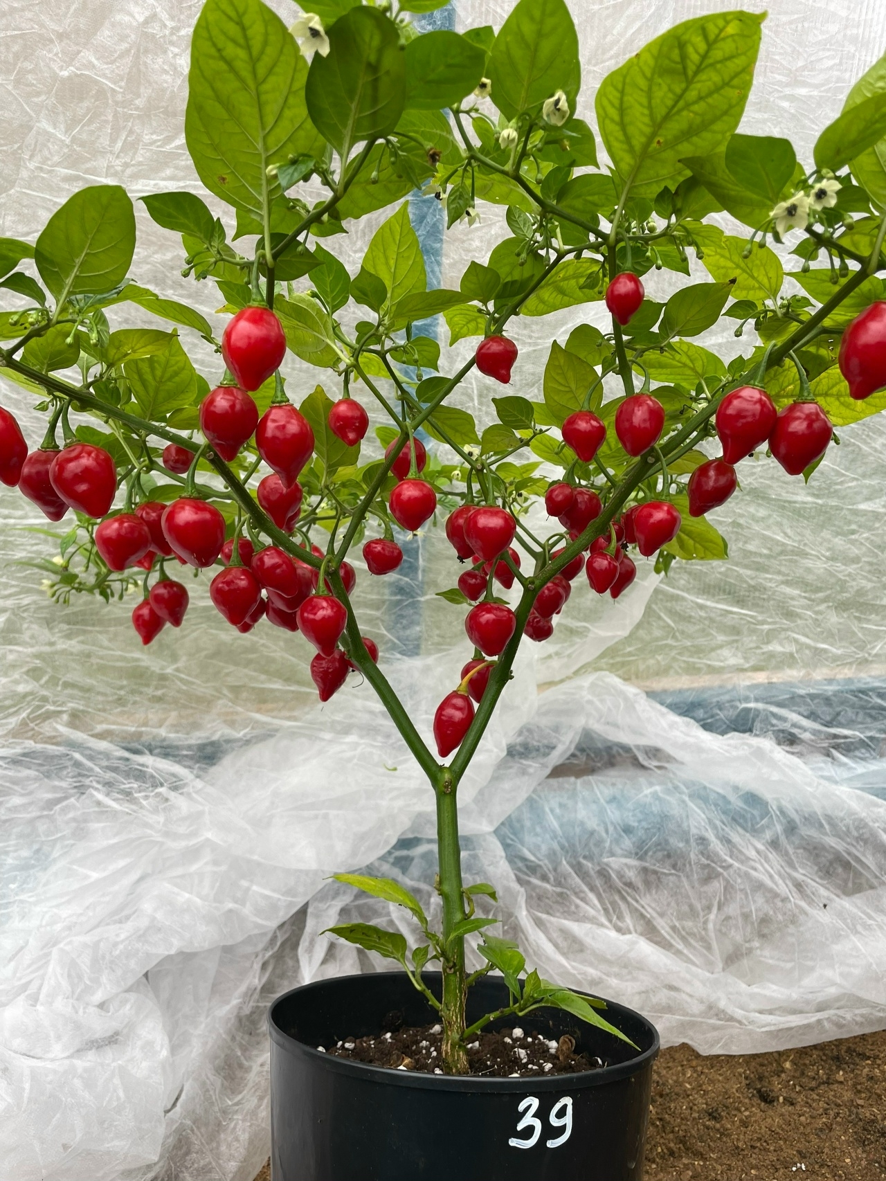 Плоды острого перца Maria Bonita - фото 4