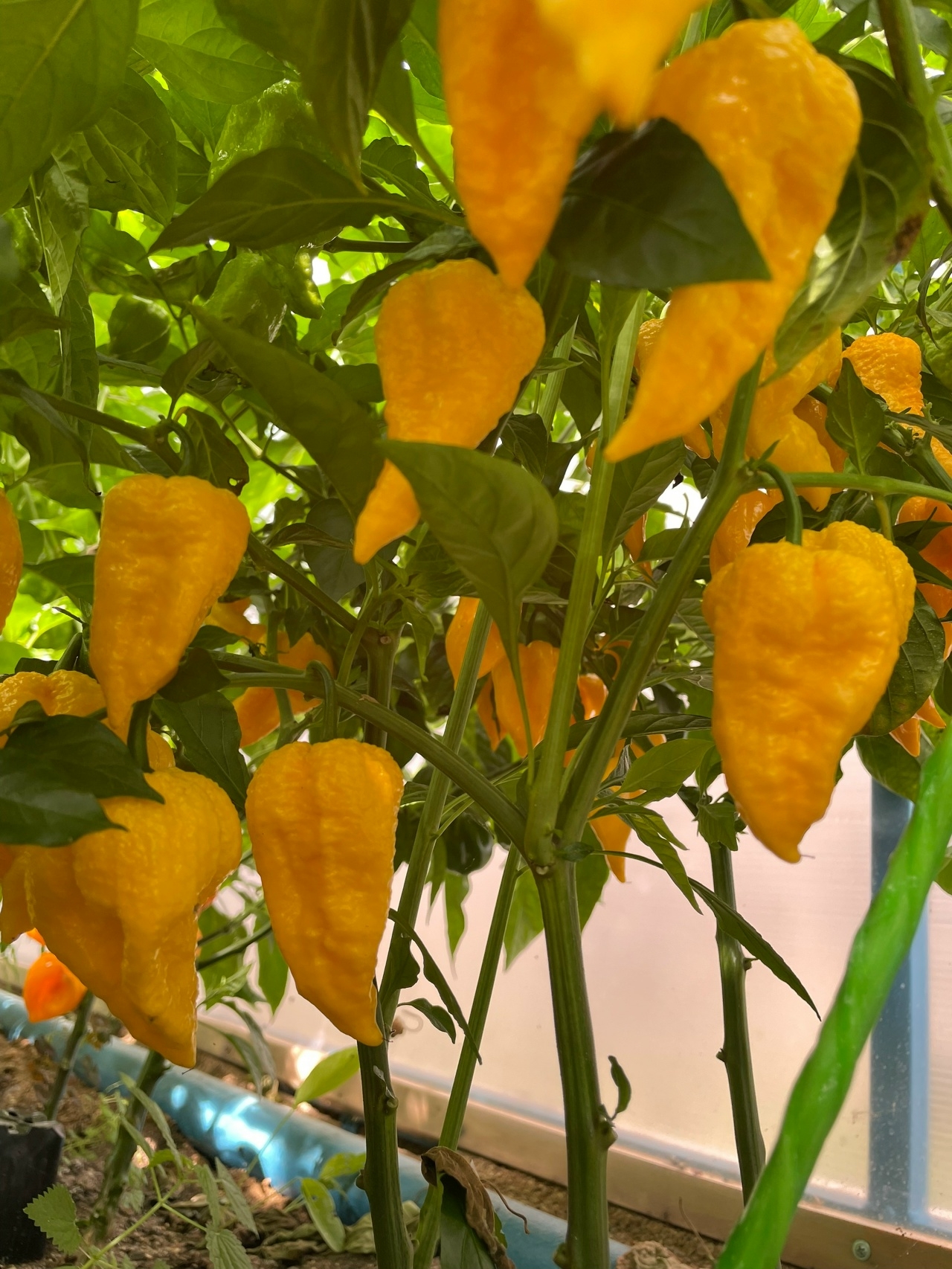Выращивание острого перца Yellow Big Mam - фото 2