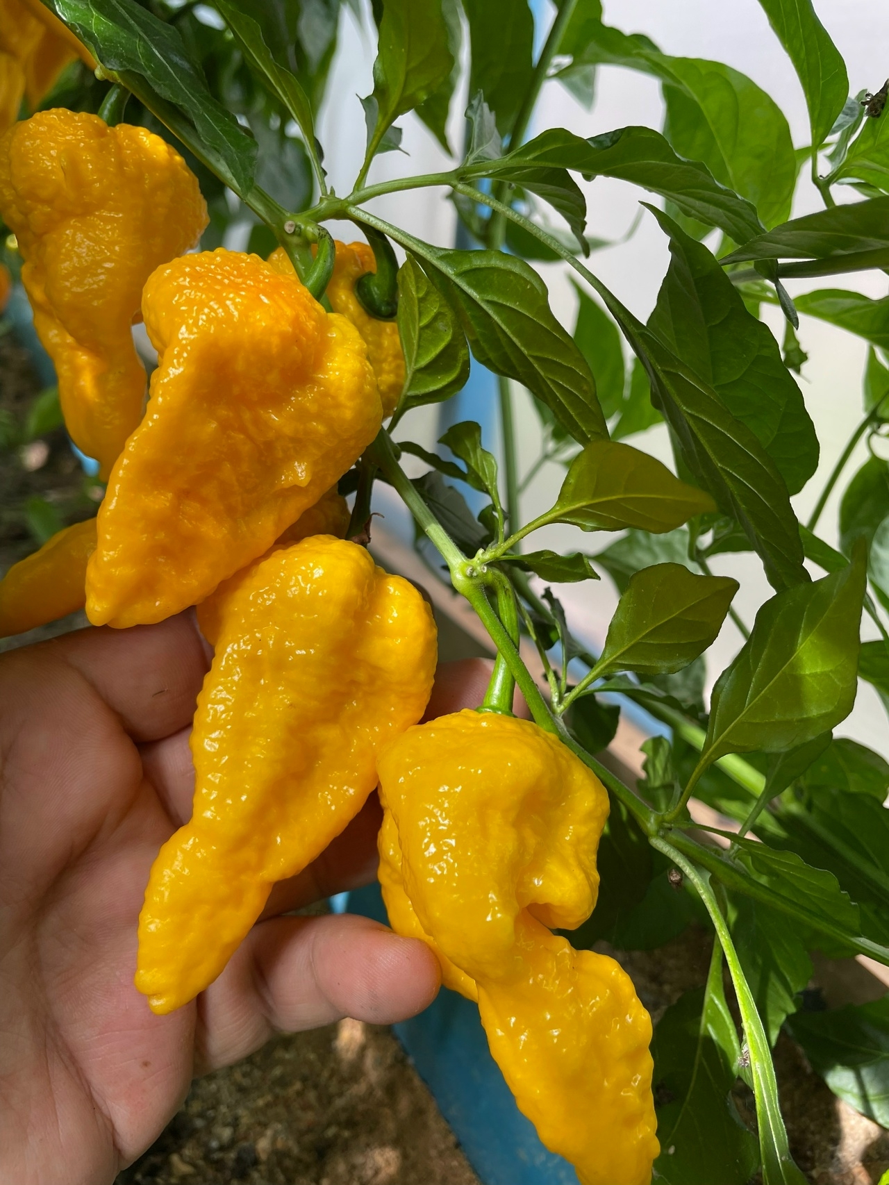 Сорт острого перца Yellow Big Mam - фото 3