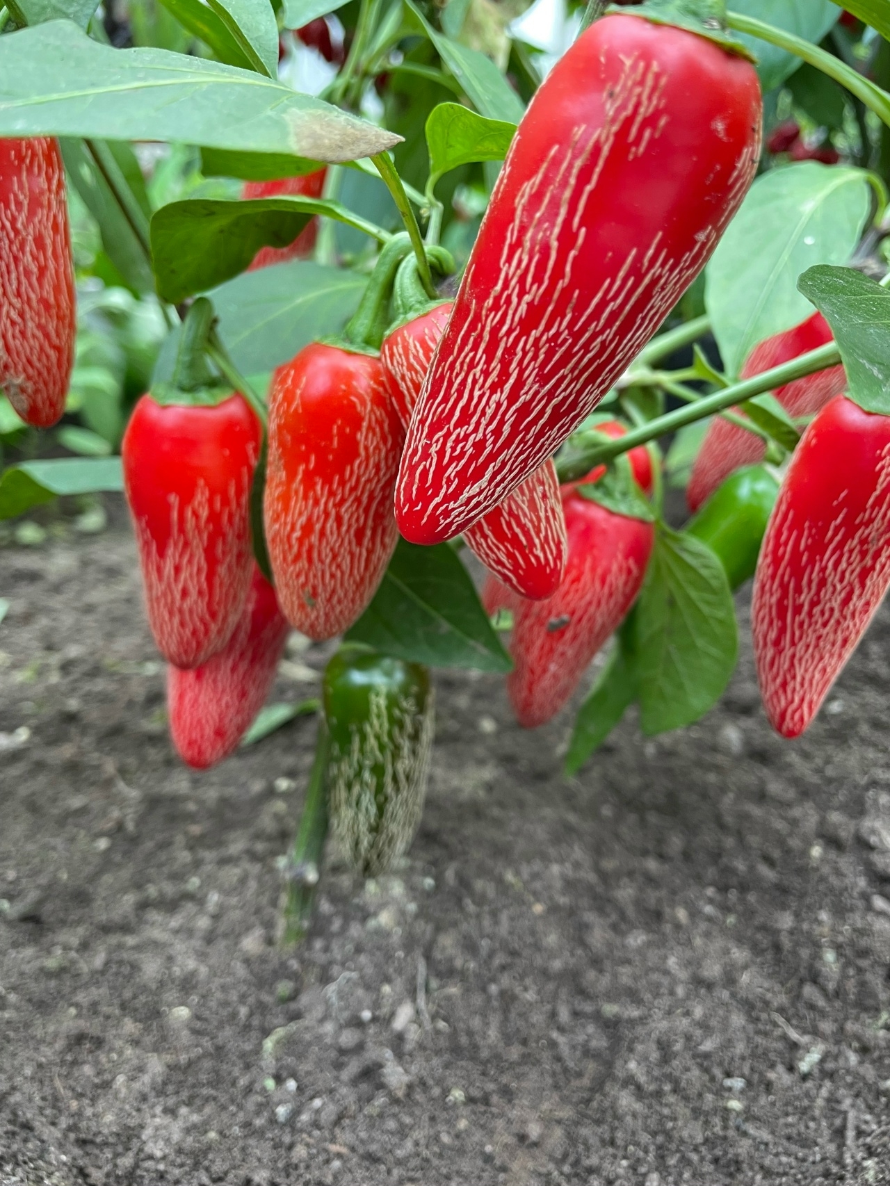 Семена острого перца Jalapeno Corking