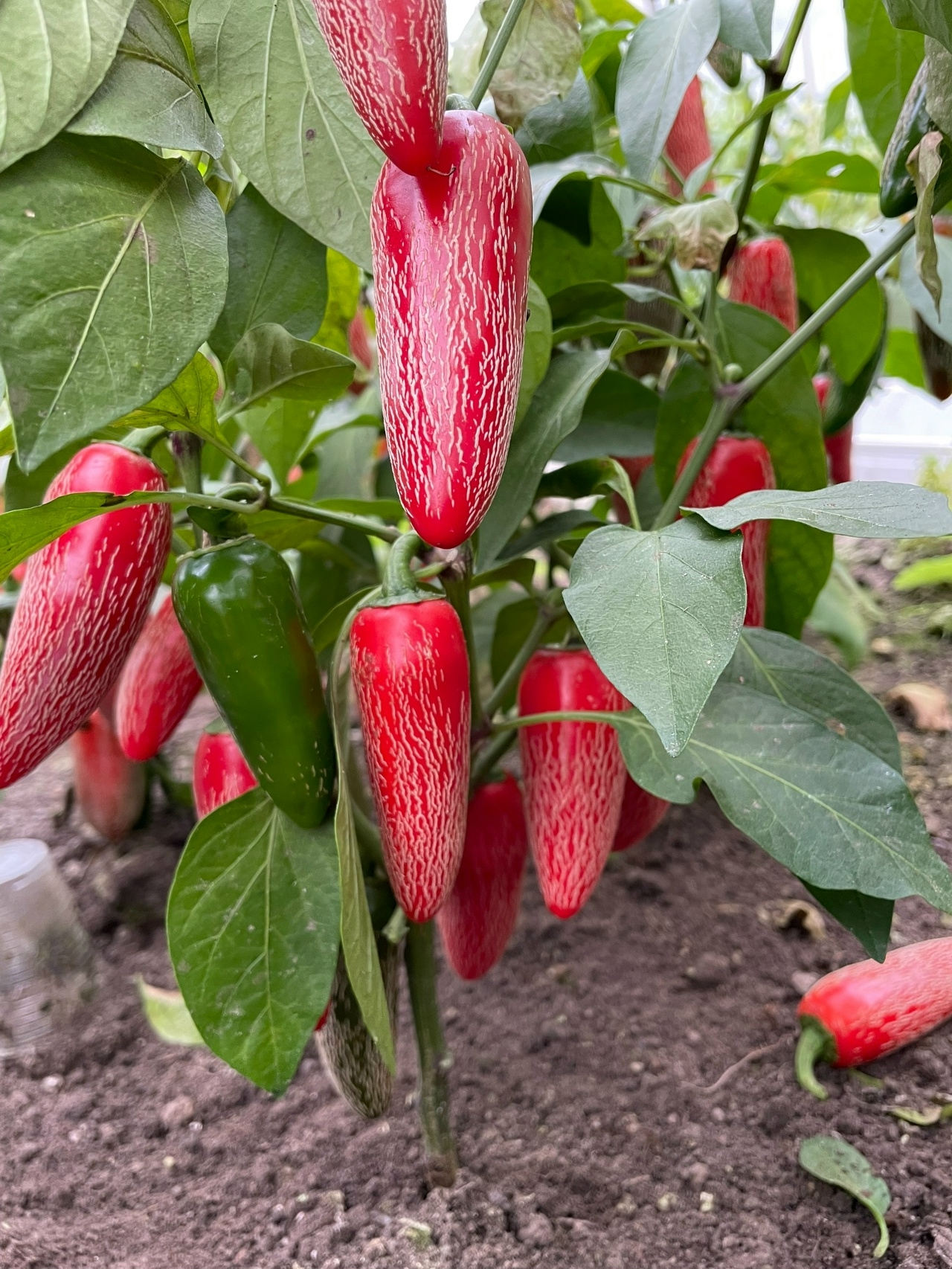 Выращивание острого перца Jalapeno Corking - фото 2