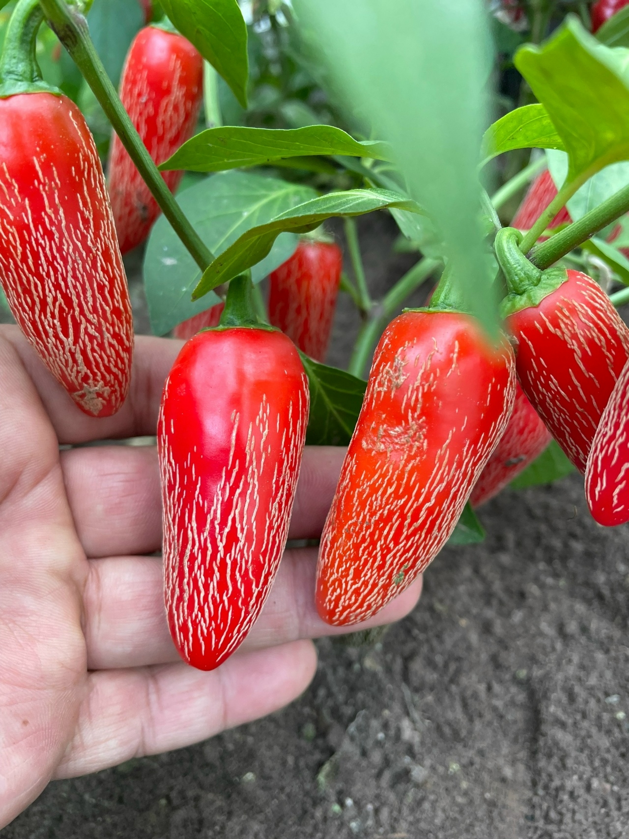 Плоды острого перца Jalapeno Corking - фото 4