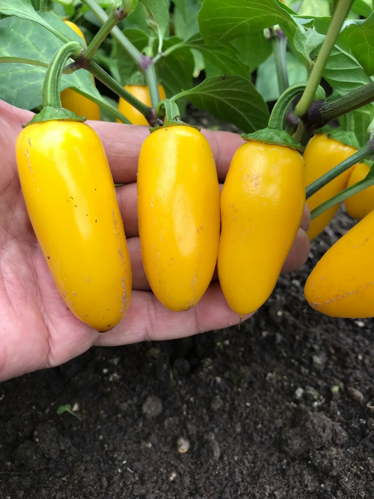 Семена острого перца Jalapeno NuMex Lemon Spice