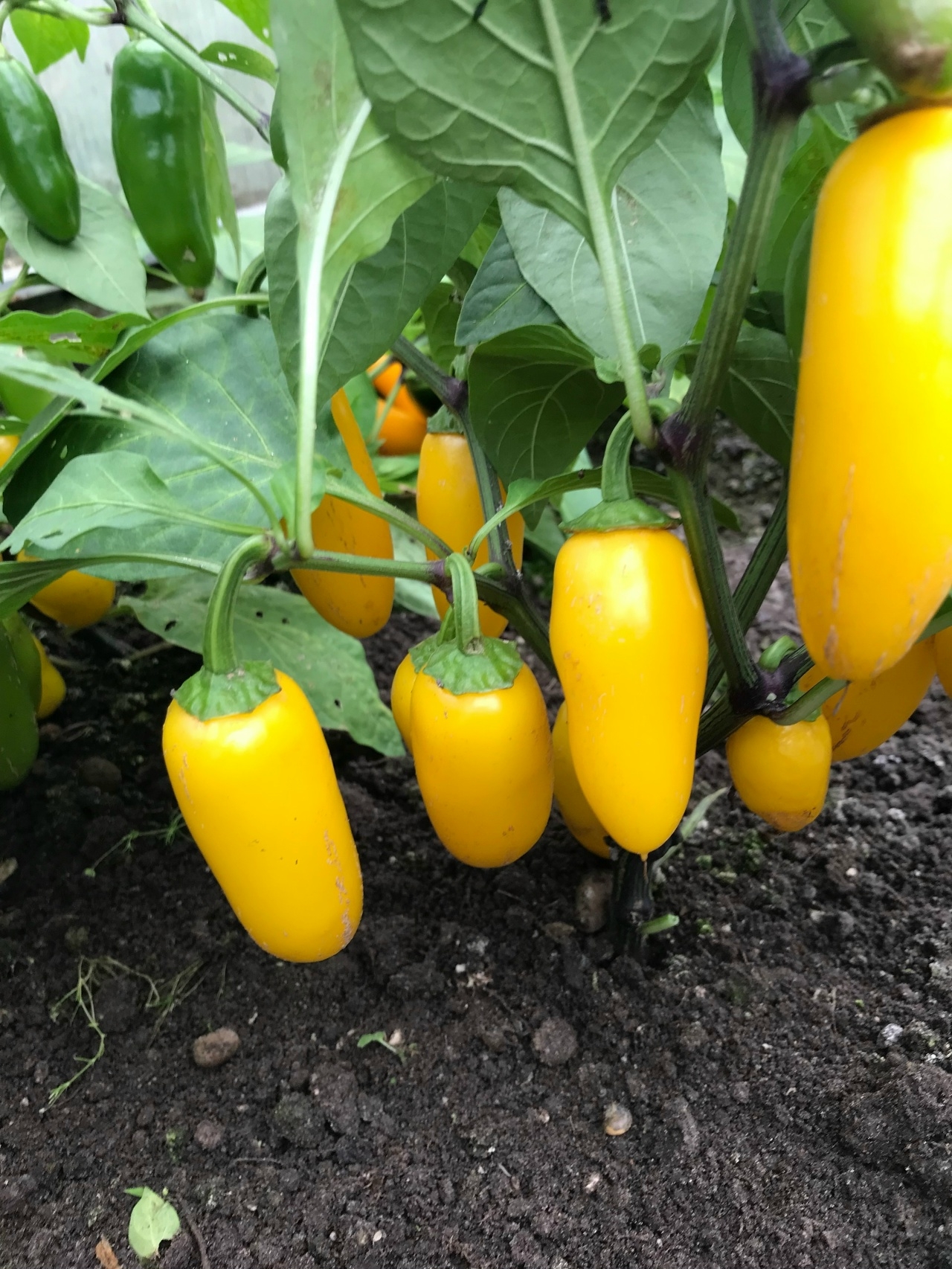 Выращивание острого перца Jalapeno NuMex Lemon Spice - фото 2