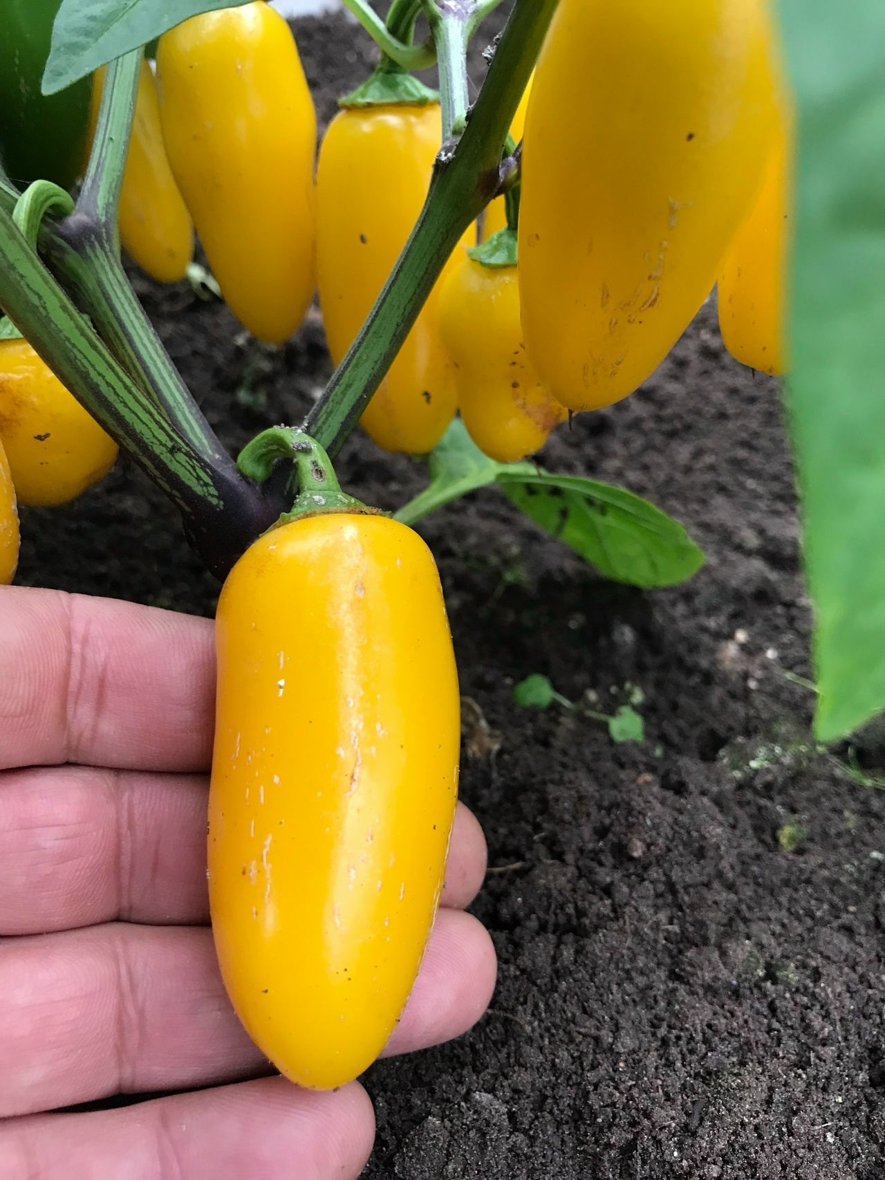 Сорт острого перца Jalapeno NuMex Lemon Spice - фото 3