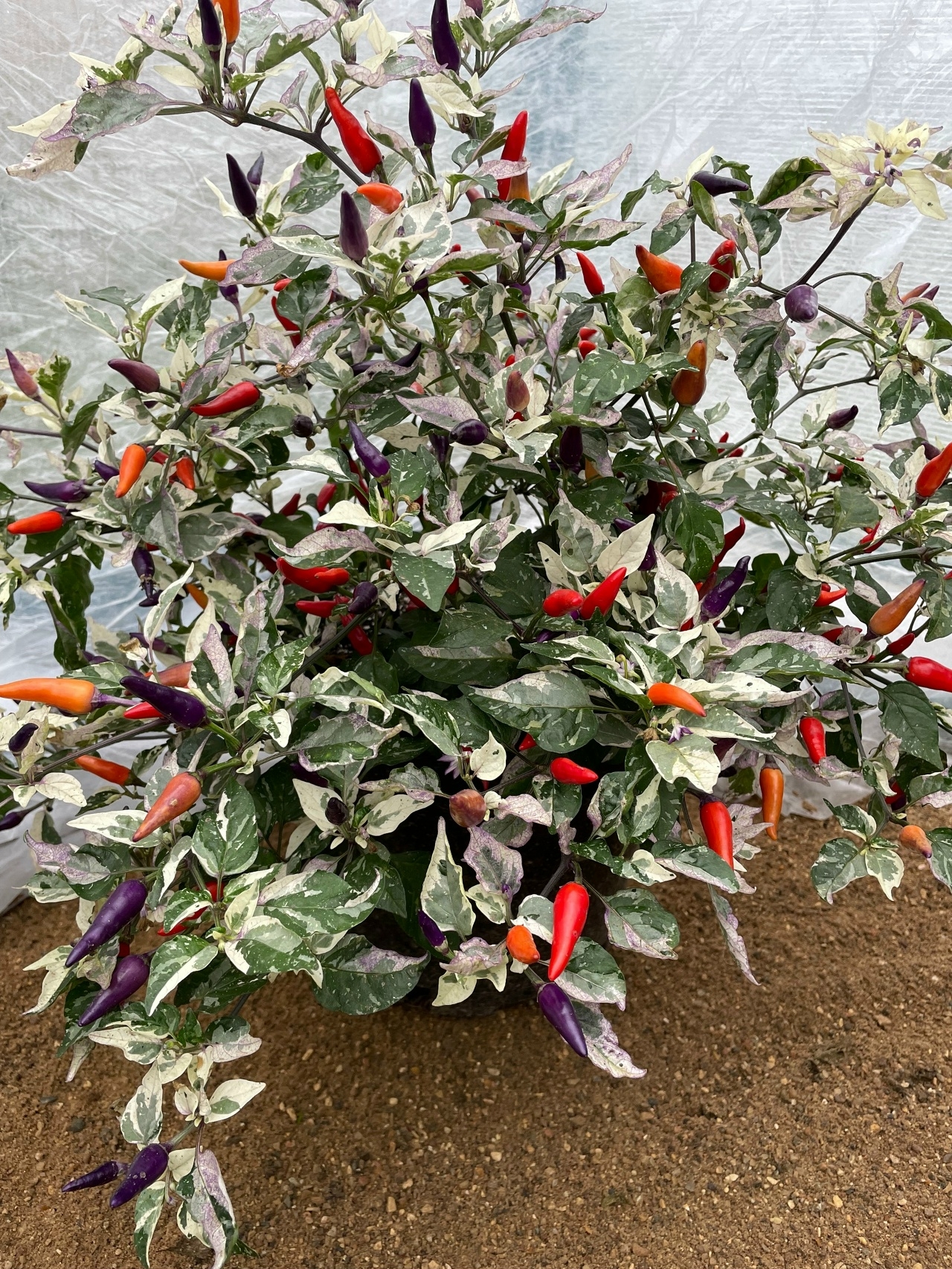 Семена острого перца Indonesian Variegated