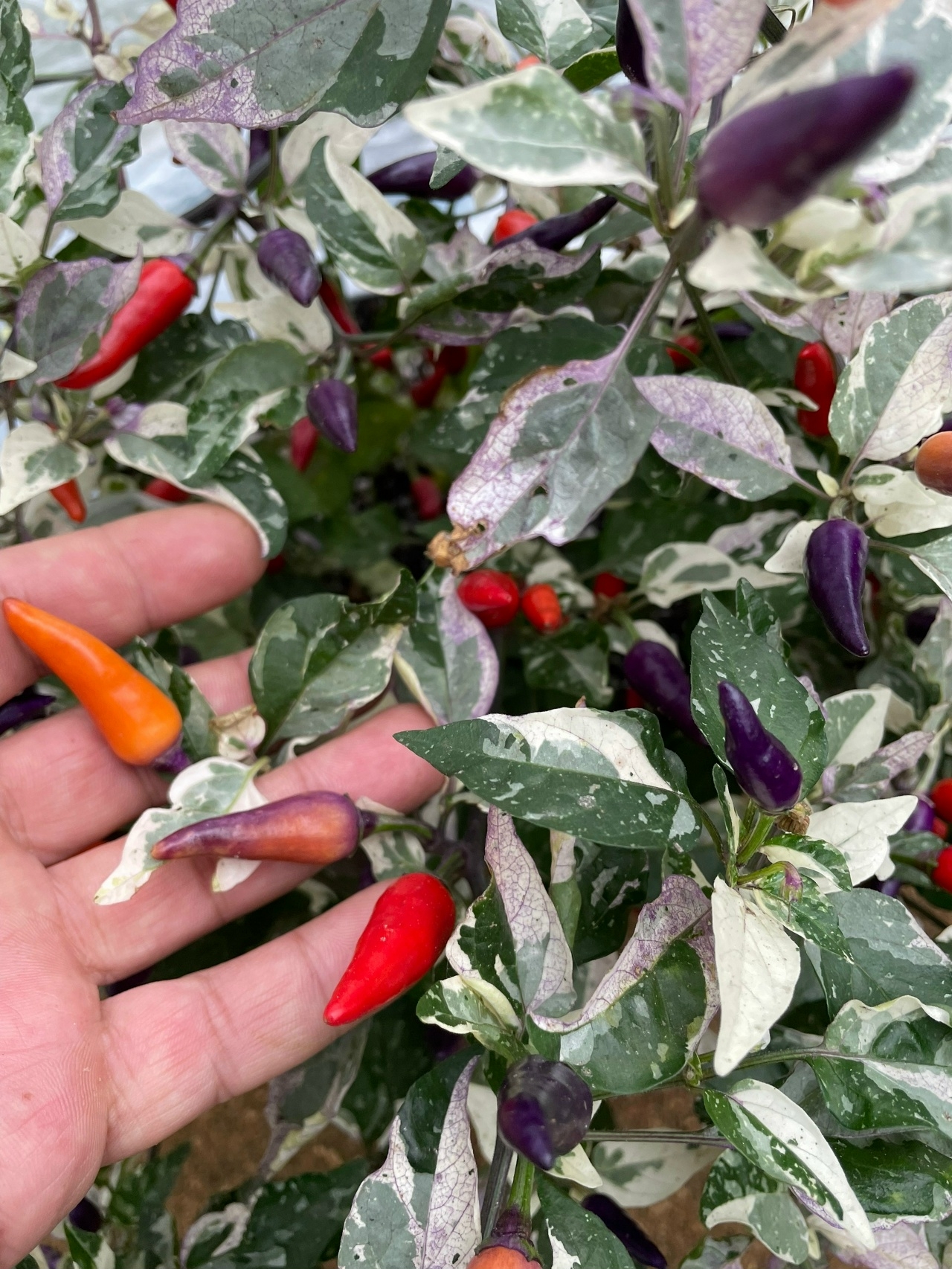 Выращивание острого перца Indonesian Variegated - фото 2