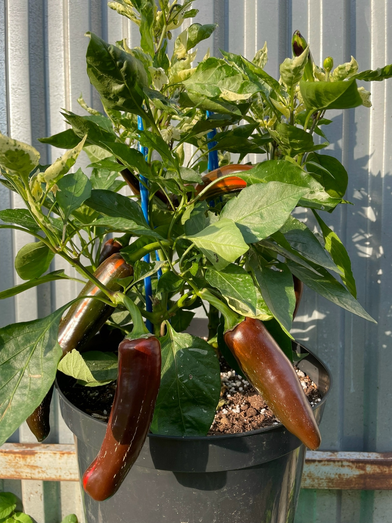 Семена острого перца Mocha Swirl