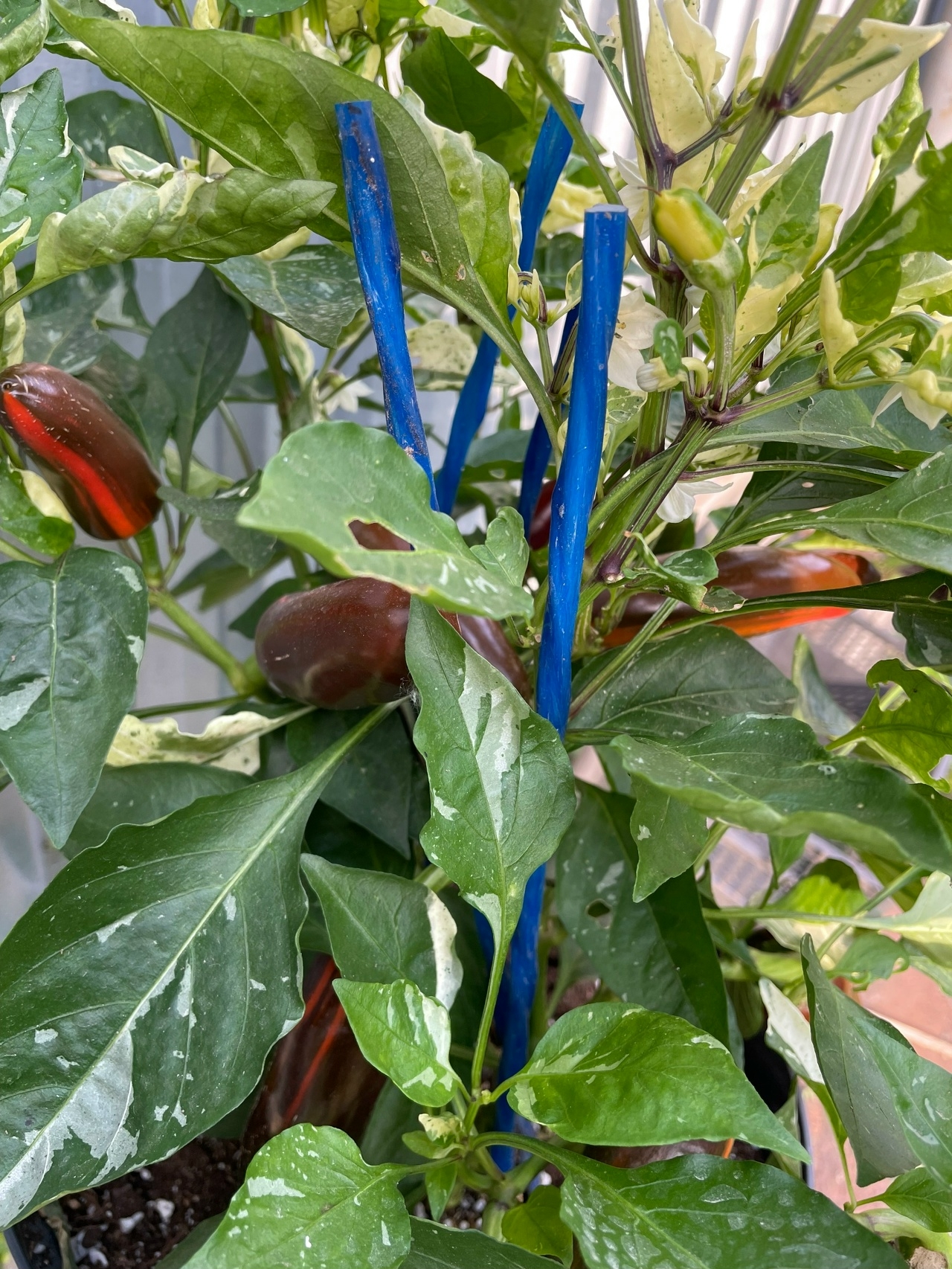 Выращивание острого перца Mocha Swirl - фото 2