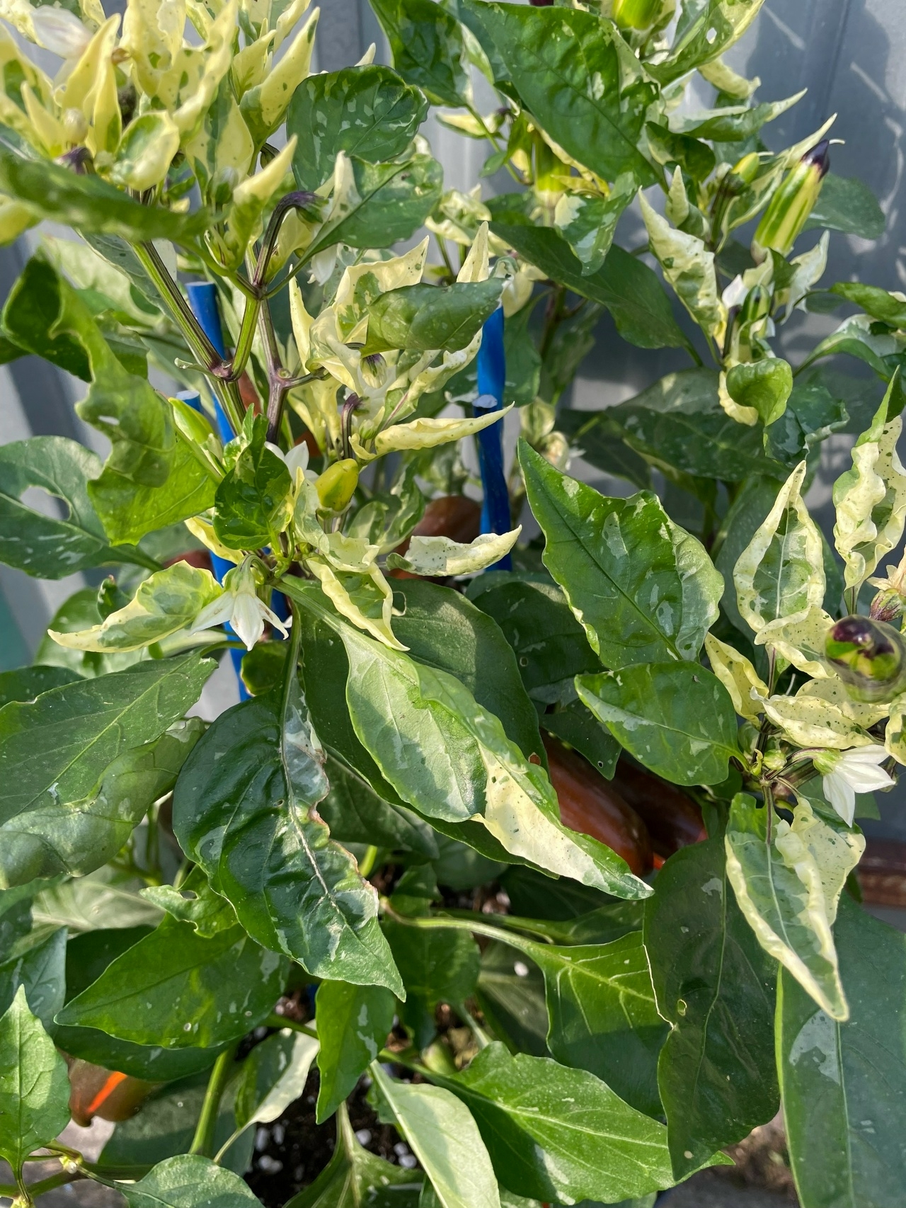 Сорт острого перца Mocha Swirl - фото 3