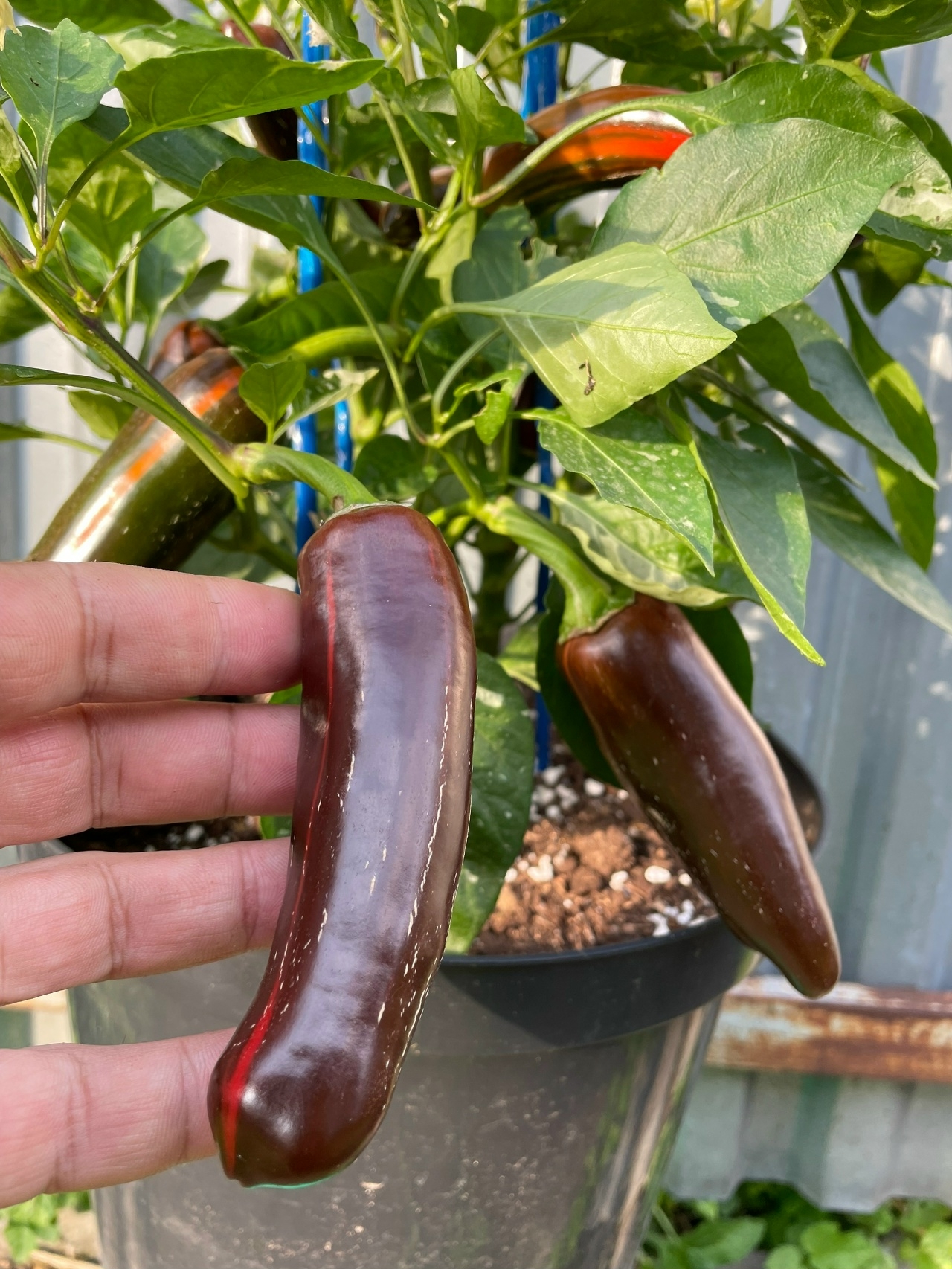 Плоды острого перца Mocha Swirl - фото 4