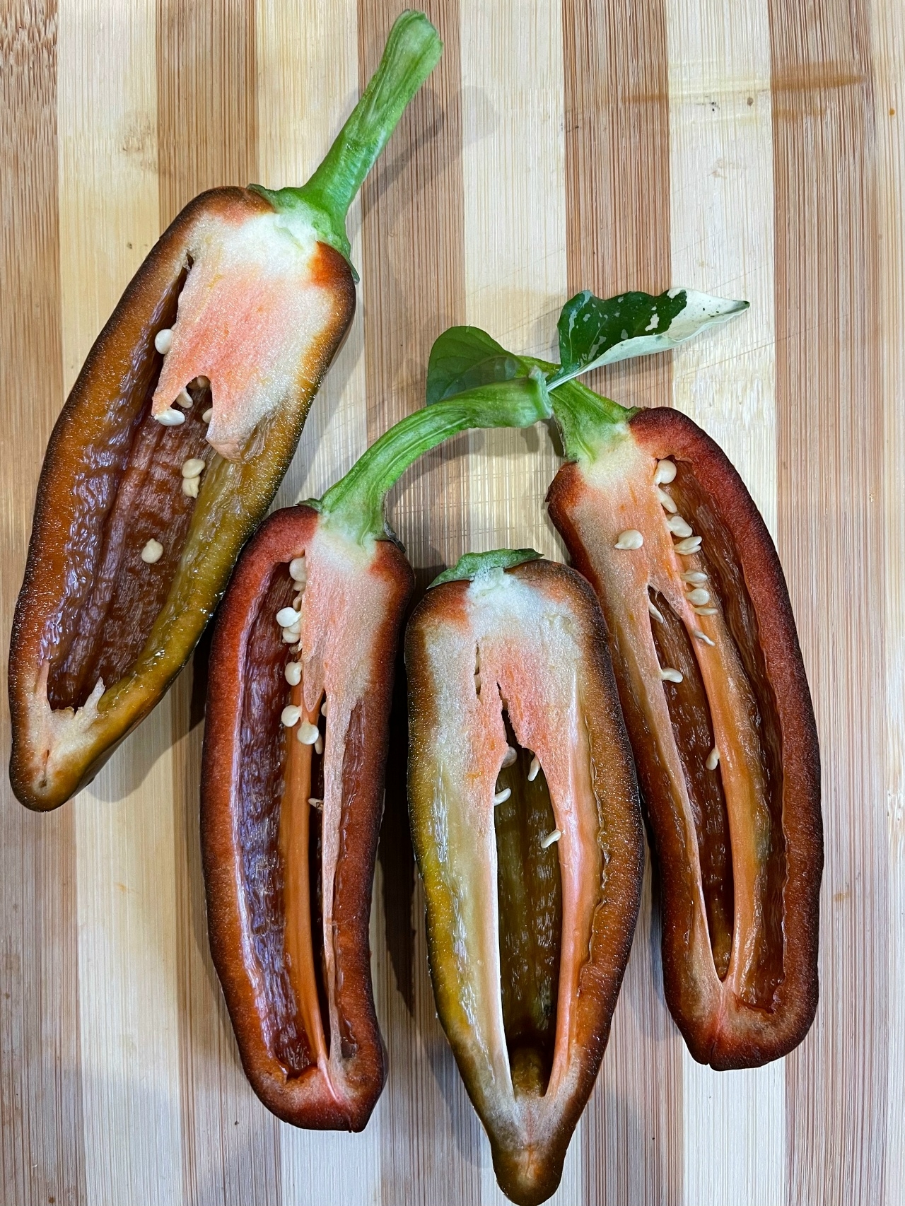 Что вырастает из семян острого перца Mocha Swirl - фото 5