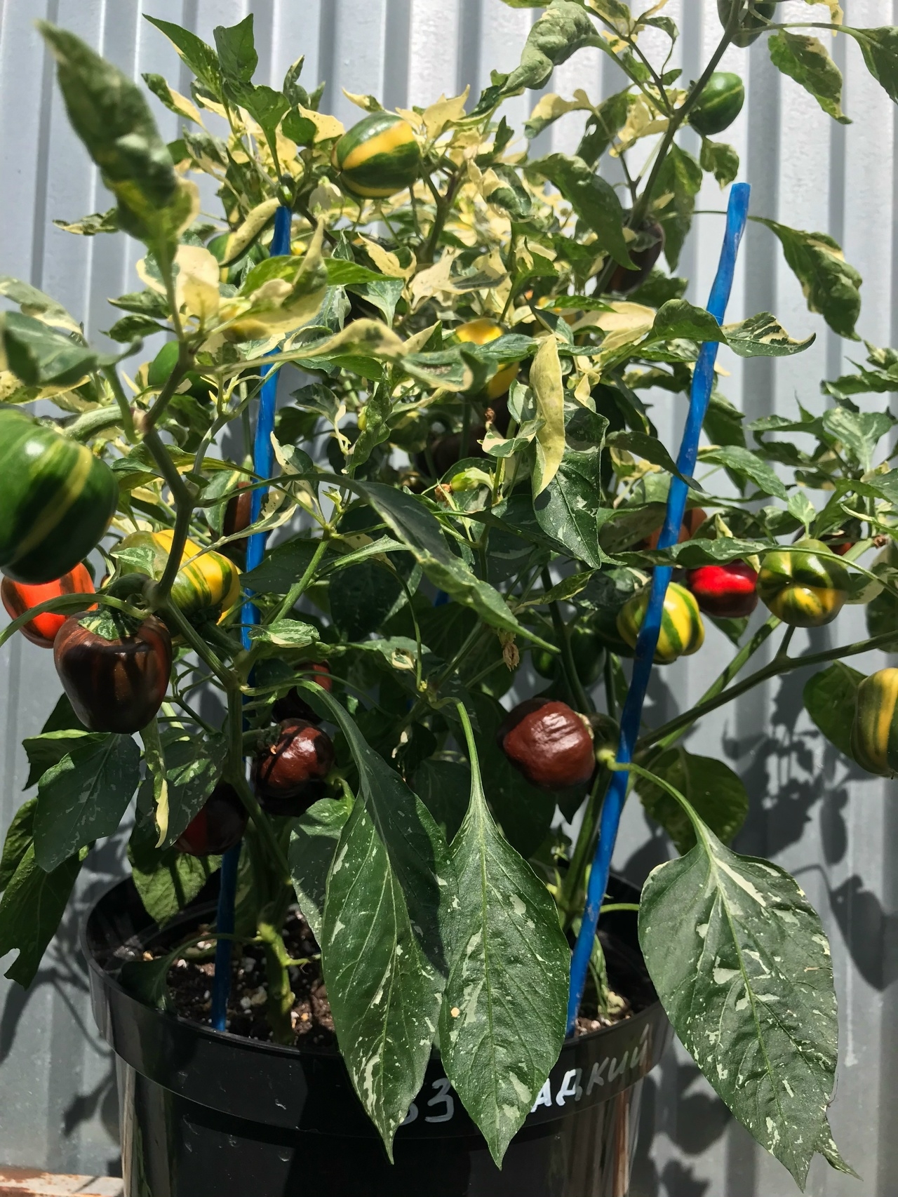 Семена острого перца Madame Paraplu