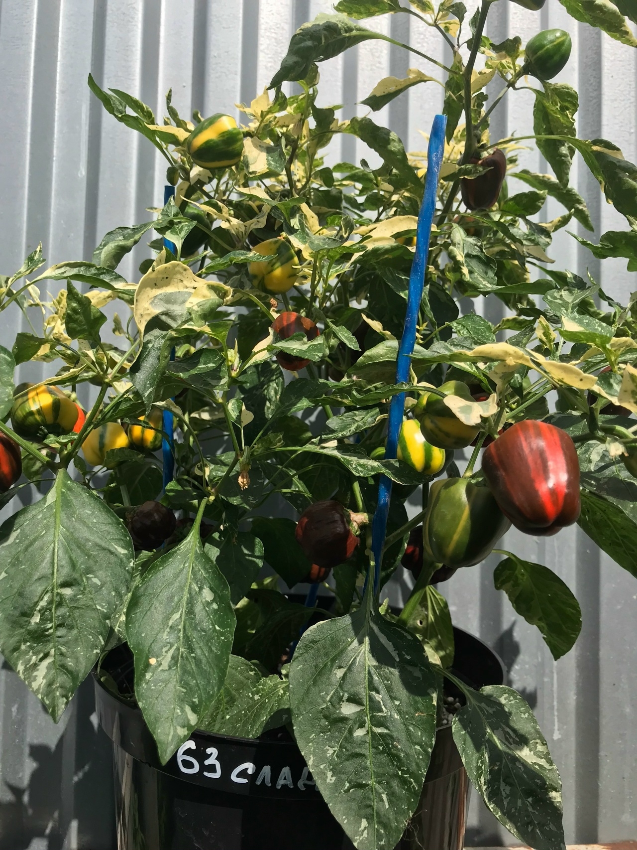 Выращивание острого перца Madame Paraplu - фото 2