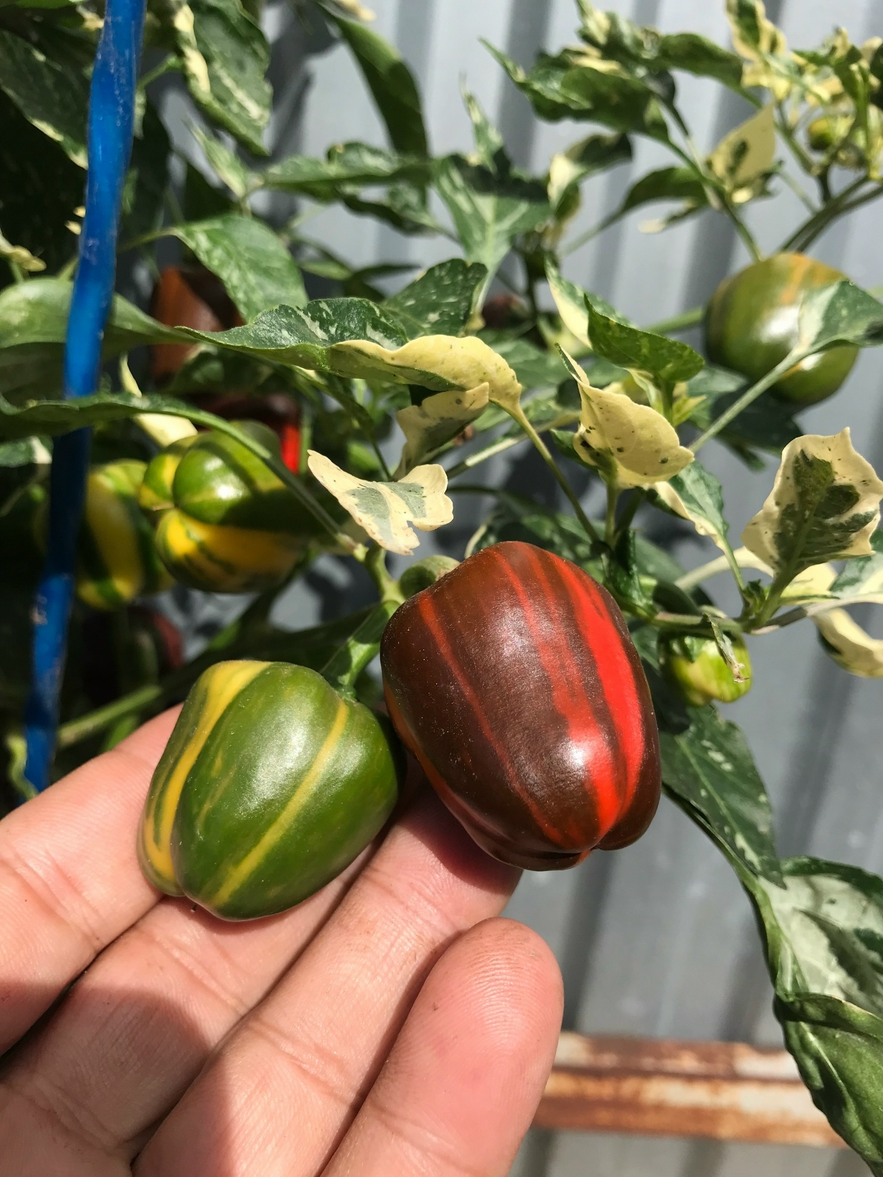 Сорт острого перца Madame Paraplu - фото 3