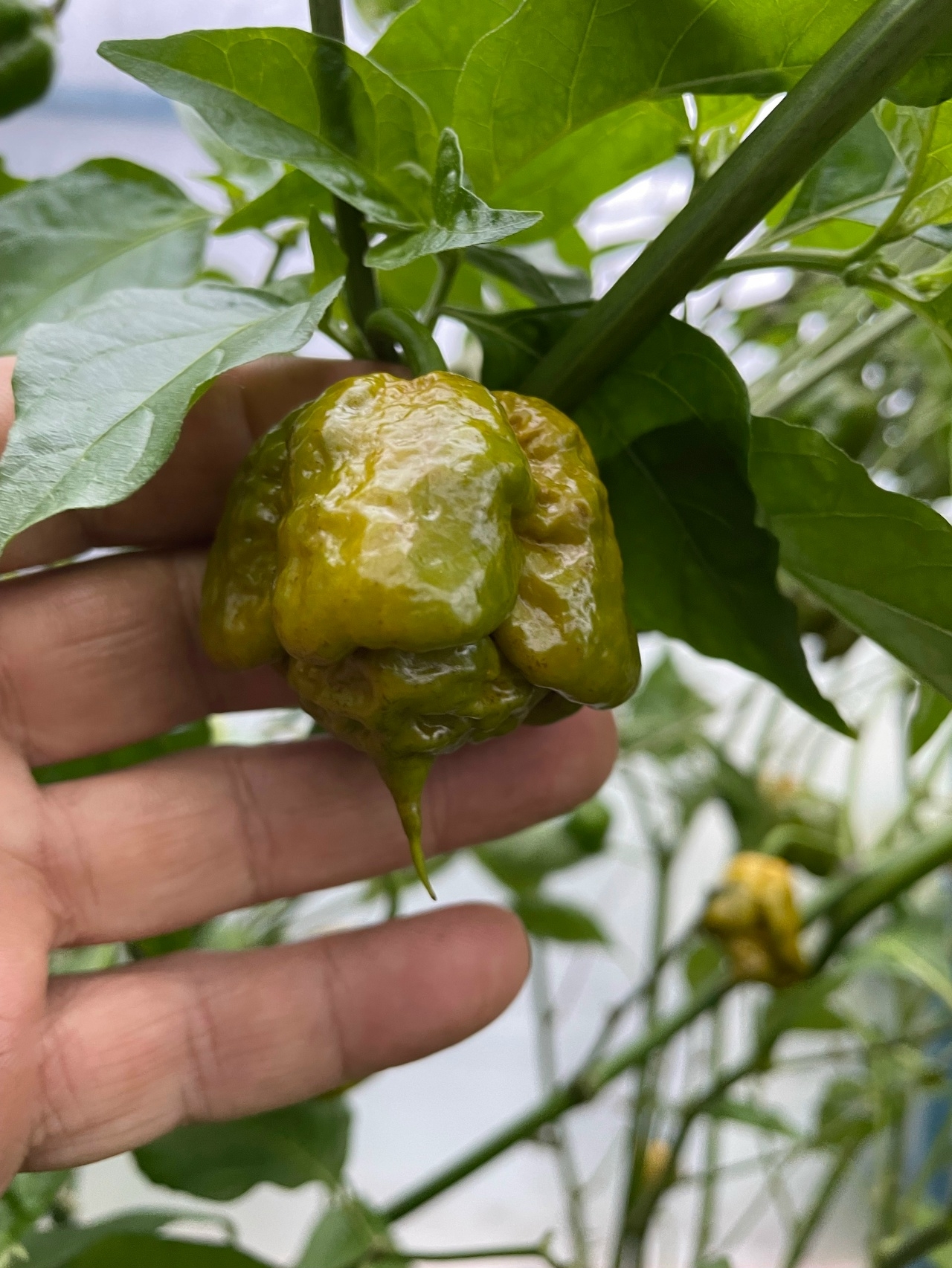 Семена острого перца Carolina Reaper Mustard