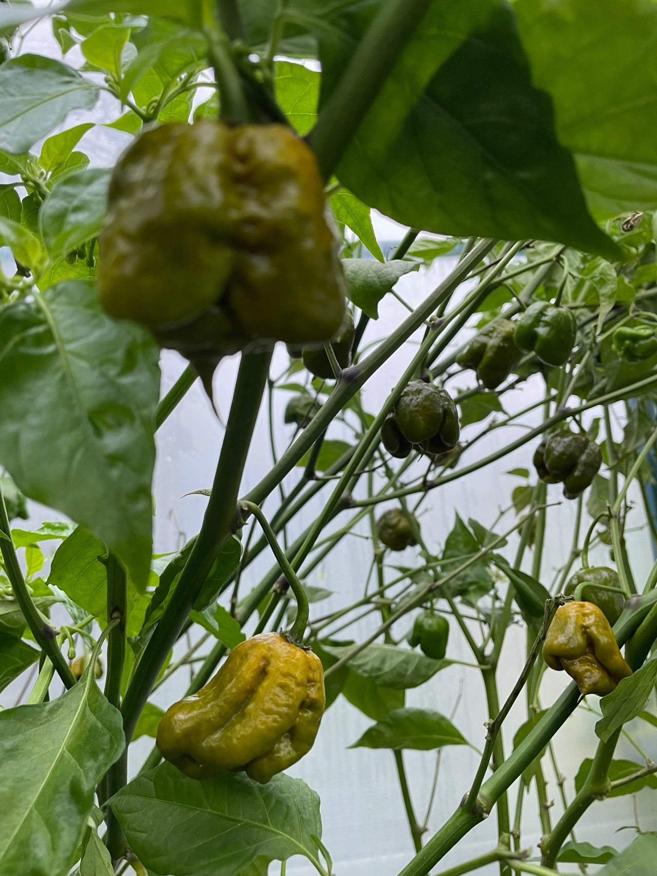 Выращивание острого перца Carolina Reaper Mustard - фото 2