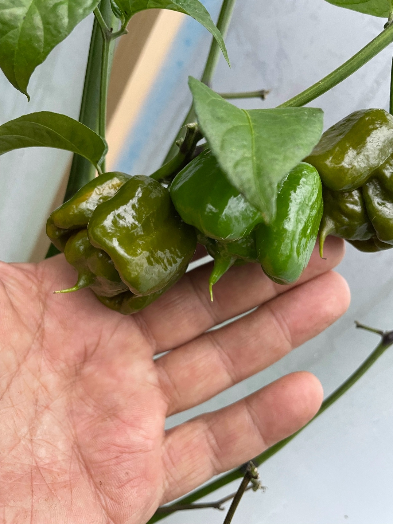 Сорт острого перца Carolina Reaper Mustard - фото 3