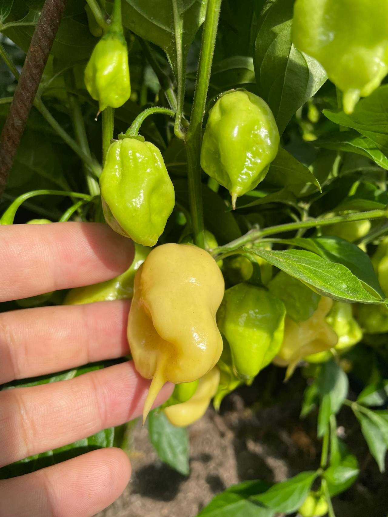 Выращивание острого перца Carolina Reaper White - фото 2