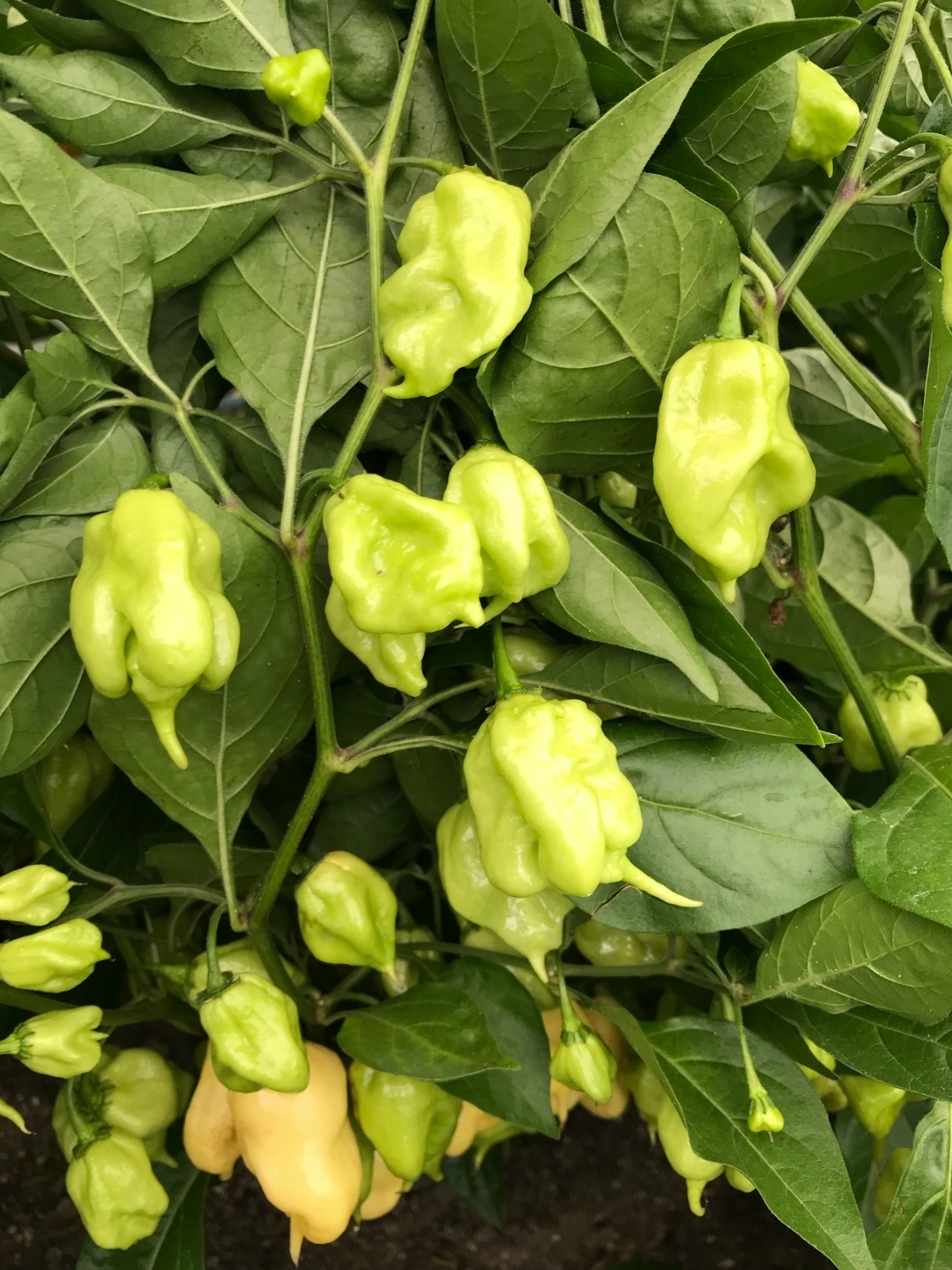 Сорт острого перца Carolina Reaper White - фото 3