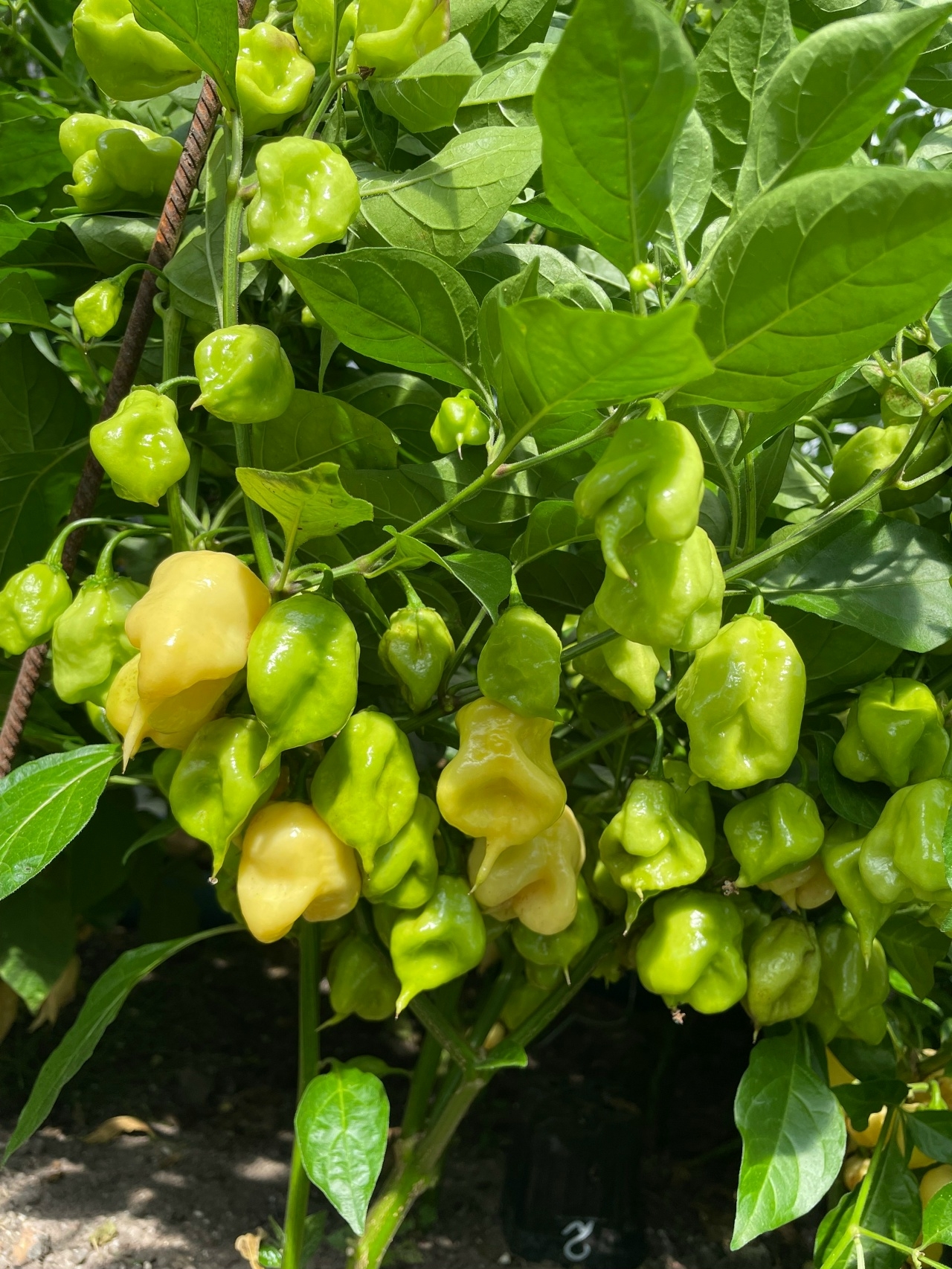 Плоды острого перца Carolina Reaper White - фото 4