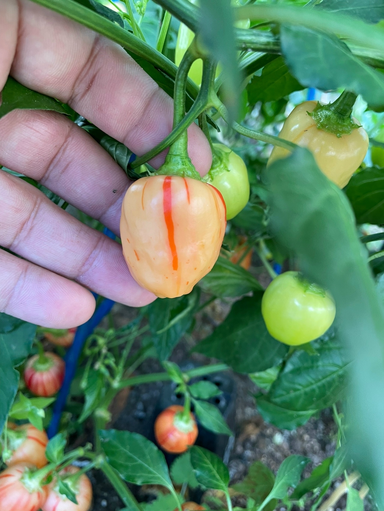 Сорт острого перца Peppapeach Stripey - фото 3