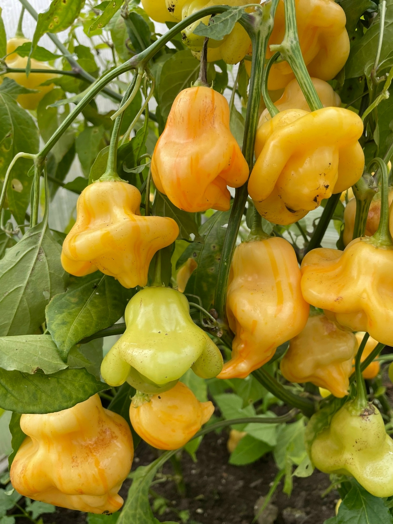 Семена острого перца Aji Fantasy Stripey