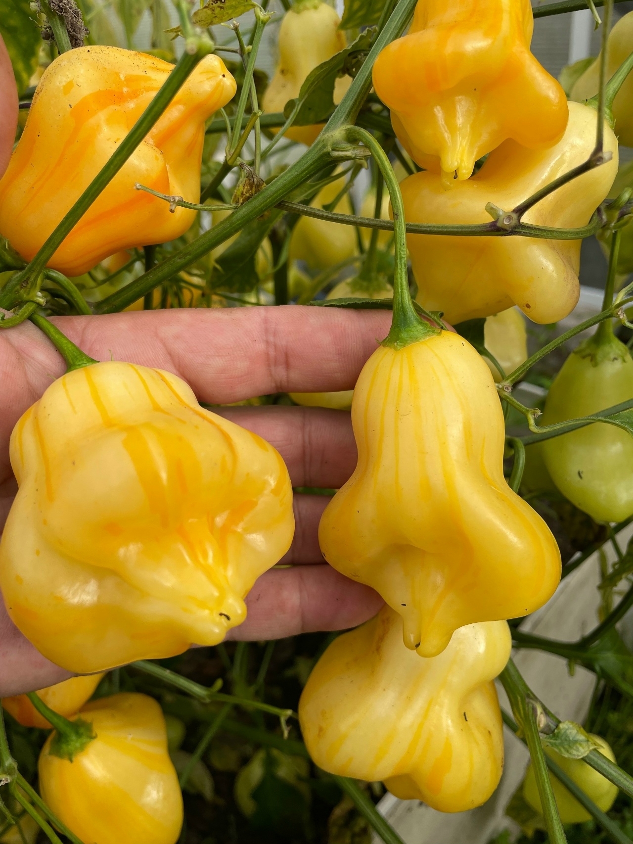 Выращивание острого перца Aji Fantasy Stripey - фото 2
