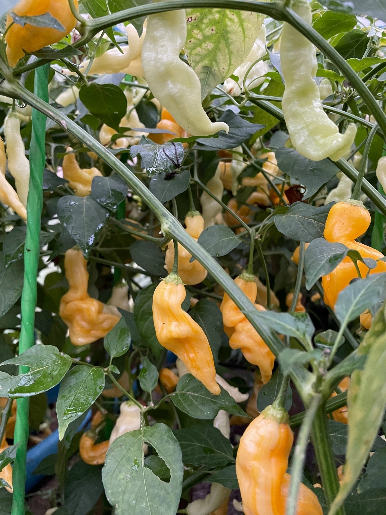 Выращивание острого перца Aji Monika - фото 2