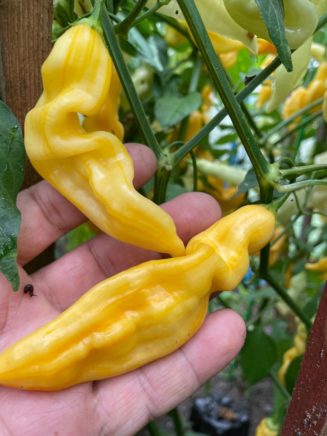 Сорт острого перца Aji Monika - фото 3