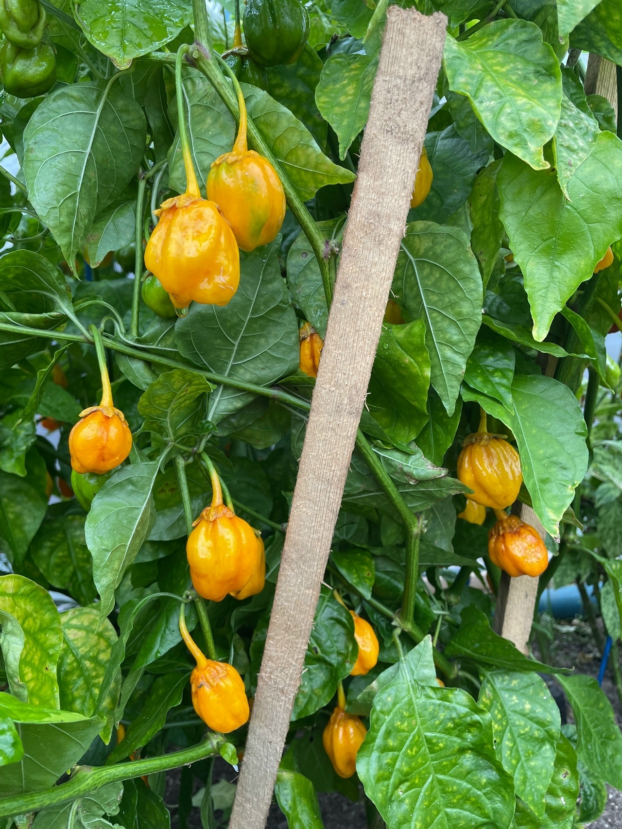 Выращивание острого перца 7 Pot Bubblegum Yellow - фото 2