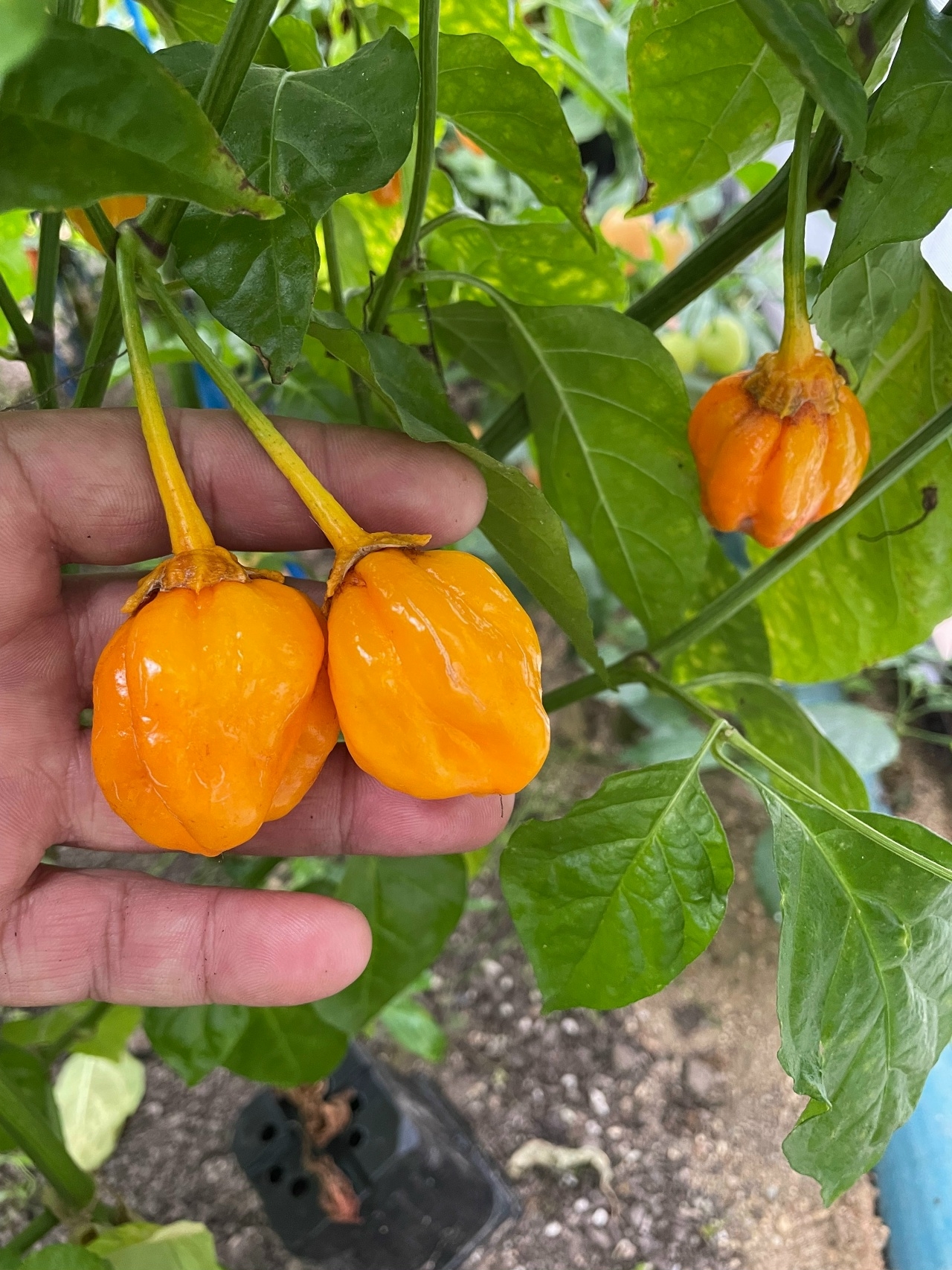 Сорт острого перца 7 Pot Bubblegum Yellow - фото 3