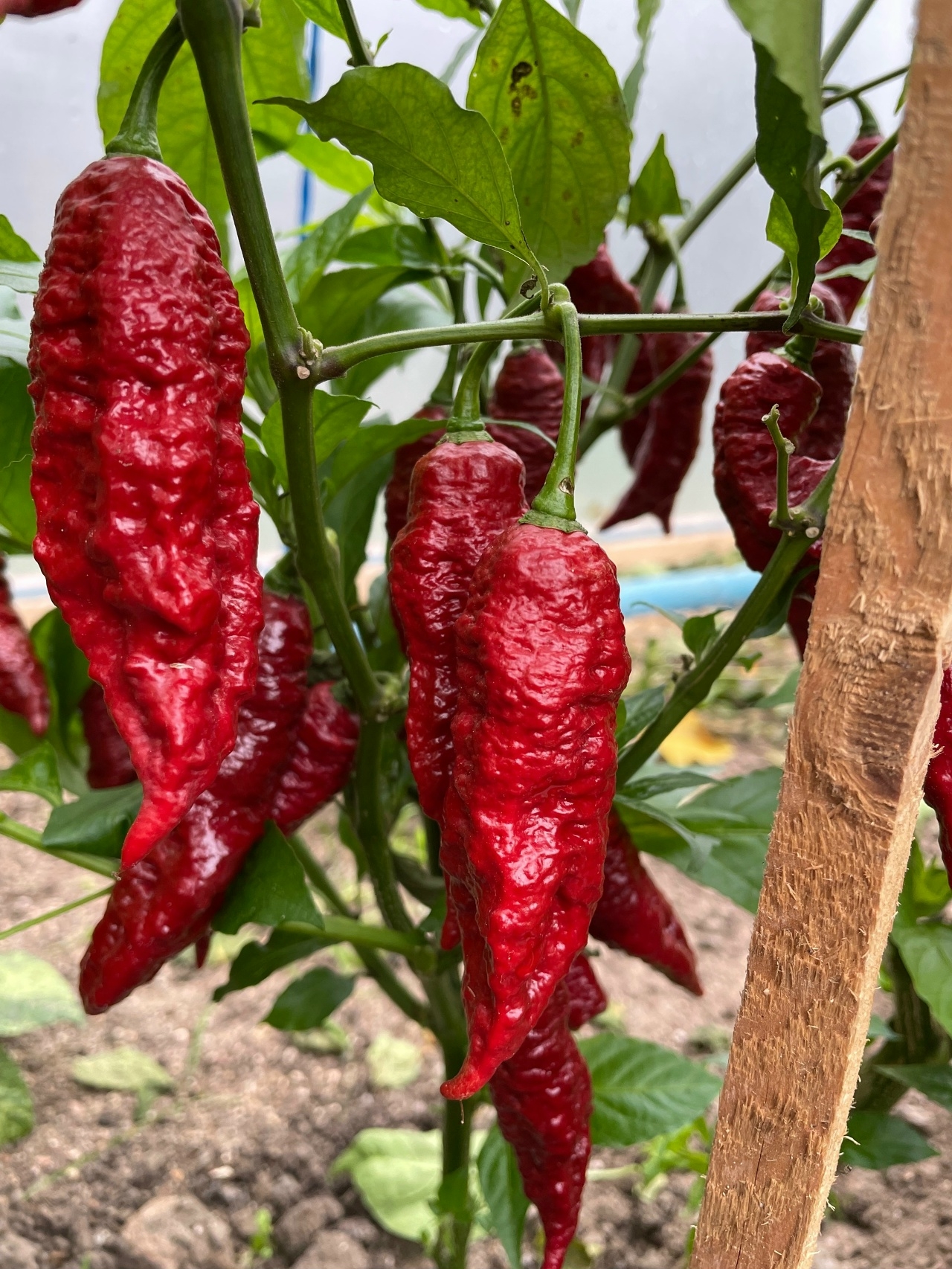 Семена острого перца Bhut Jolokia Caramele