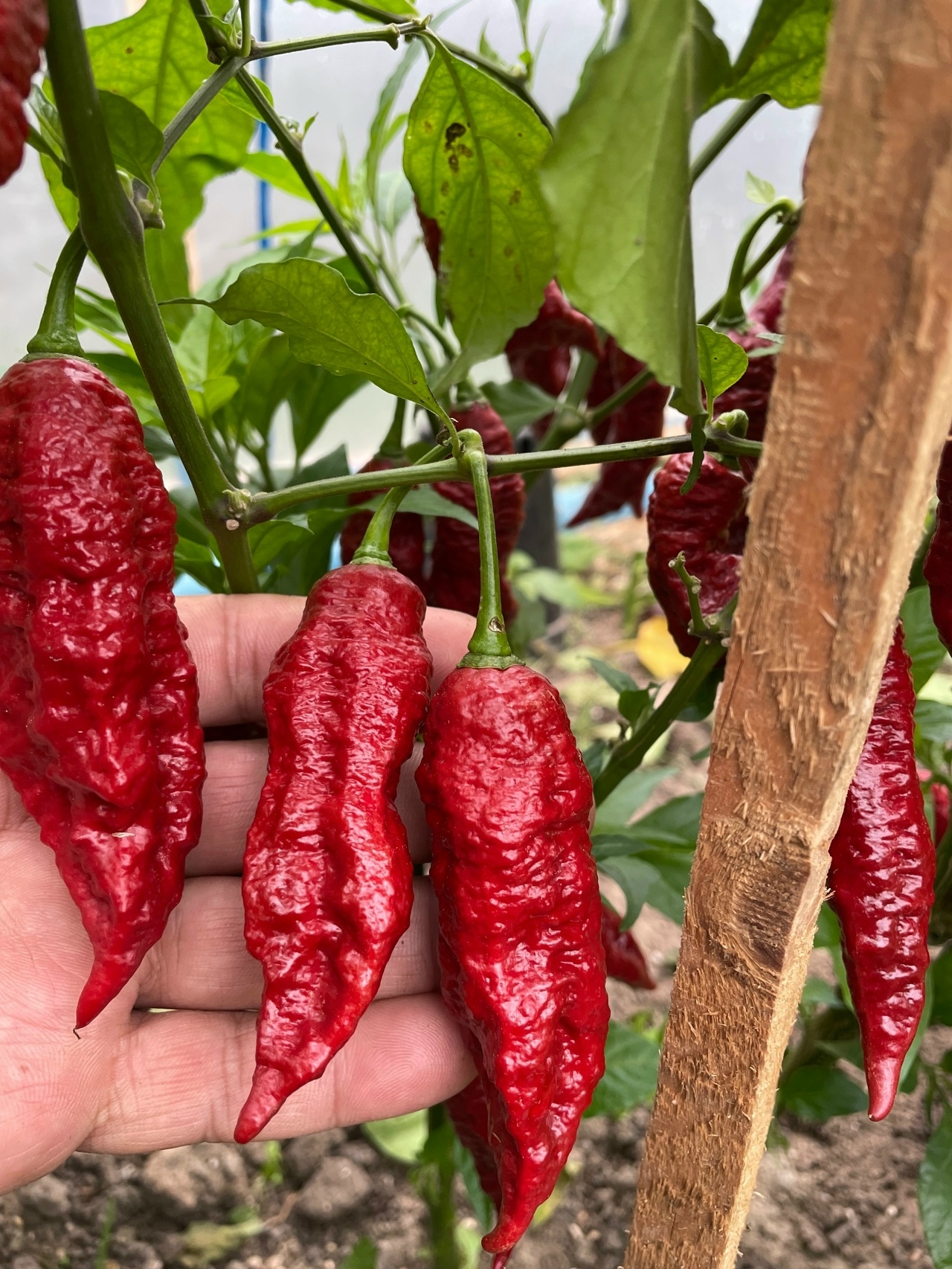 Выращивание острого перца Bhut Jolokia Caramele - фото 2