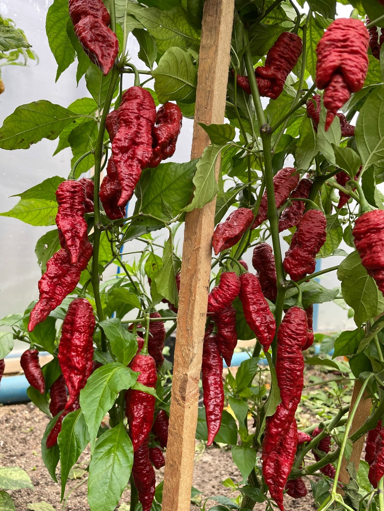 Плоды острого перца Bhut Jolokia Caramele - фото 4