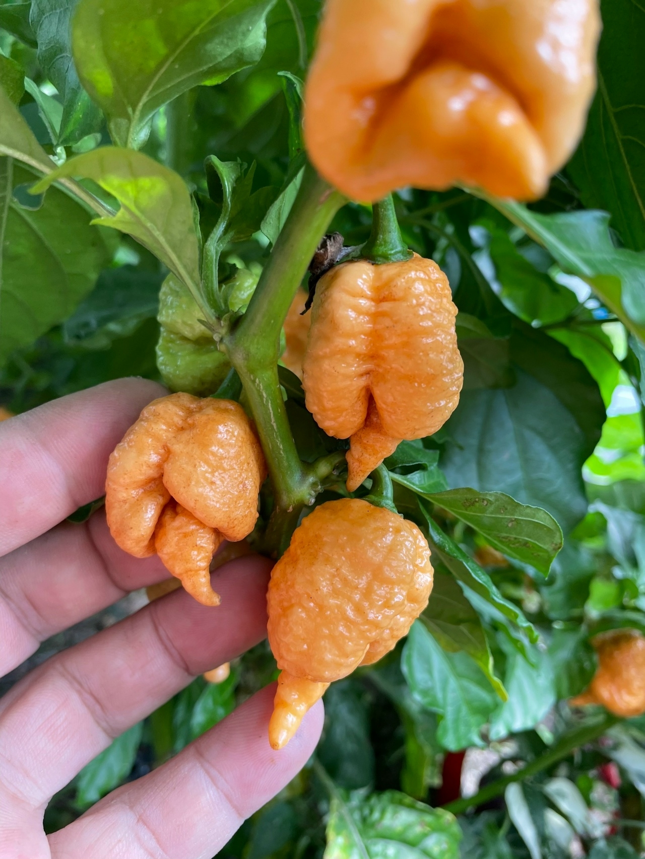 Выращивание острого перца Star Scream - фото 2