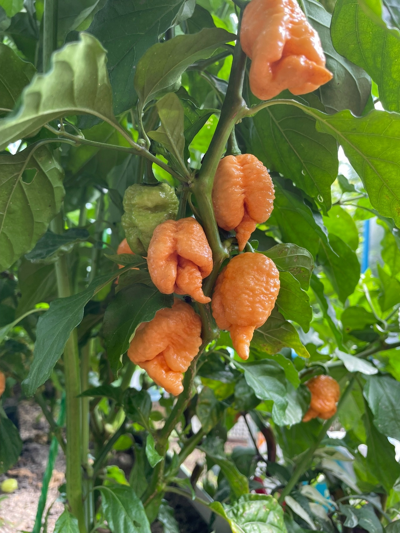 Сорт острого перца Star Scream - фото 3