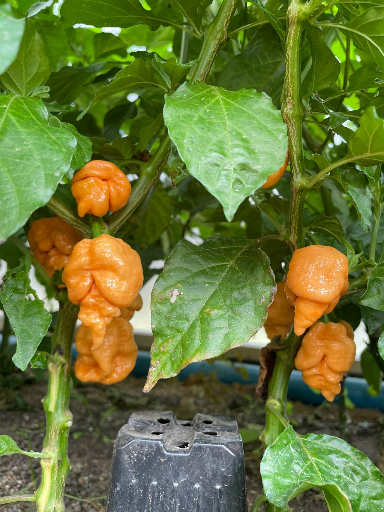 Плоды острого перца Star Scream - фото 4