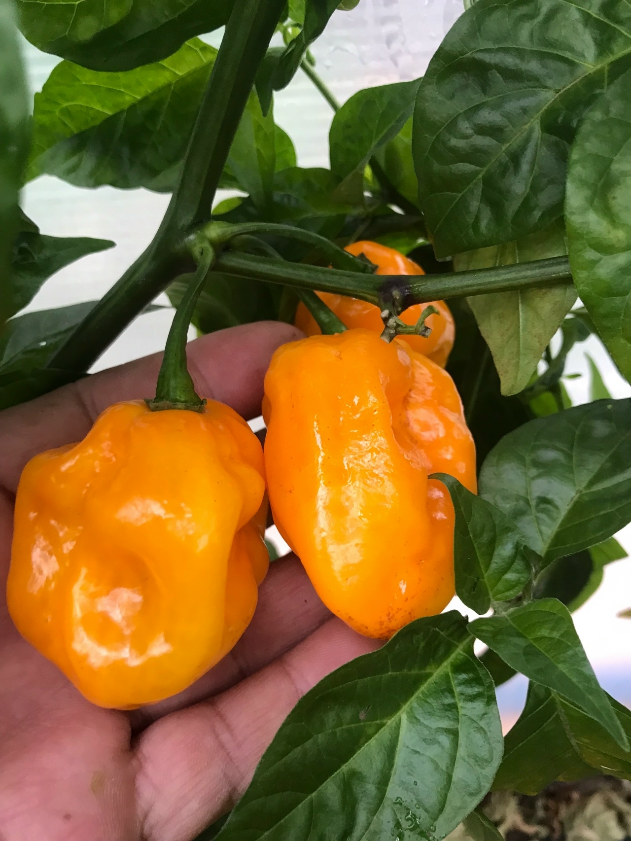 Выращивание острого перца Habanero Giant Yellow - фото 2
