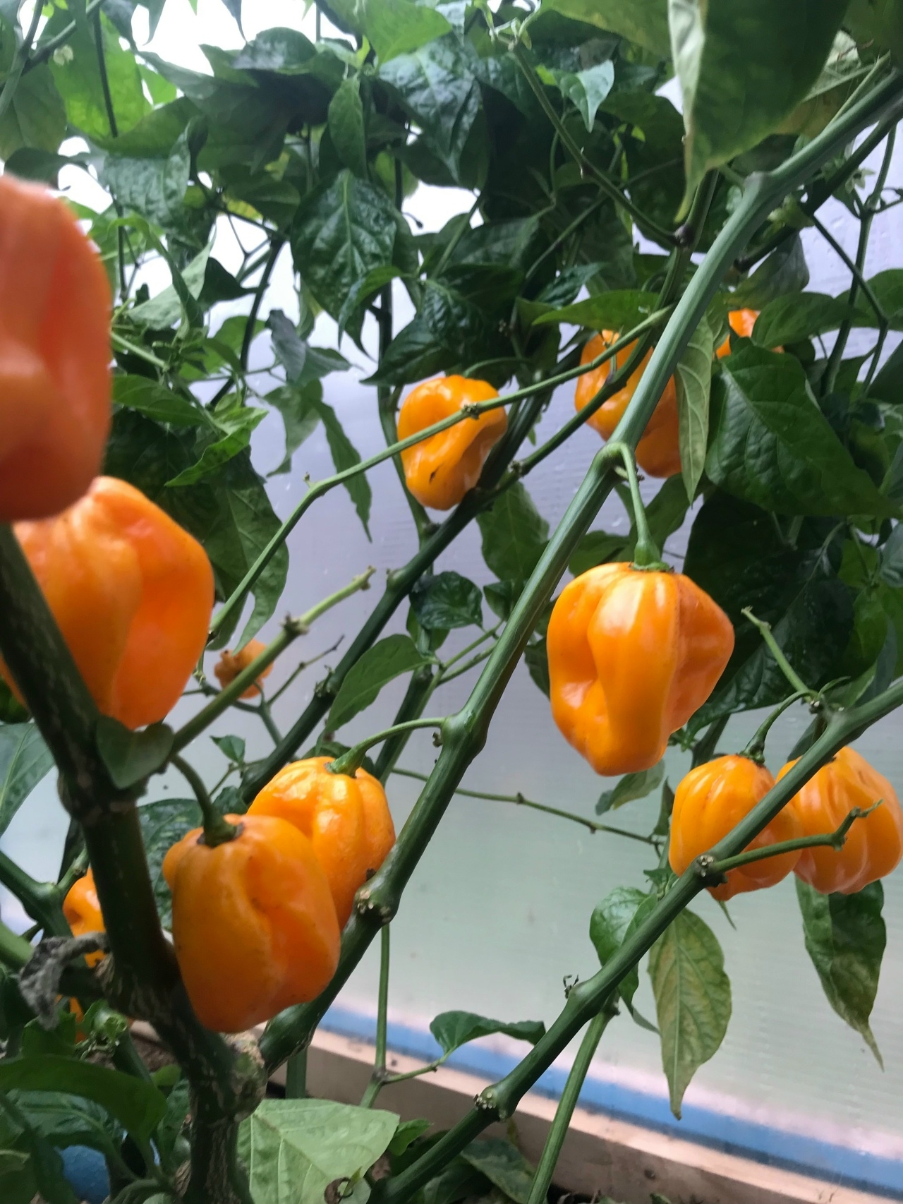 Сорт острого перца Habanero Giant Yellow - фото 3