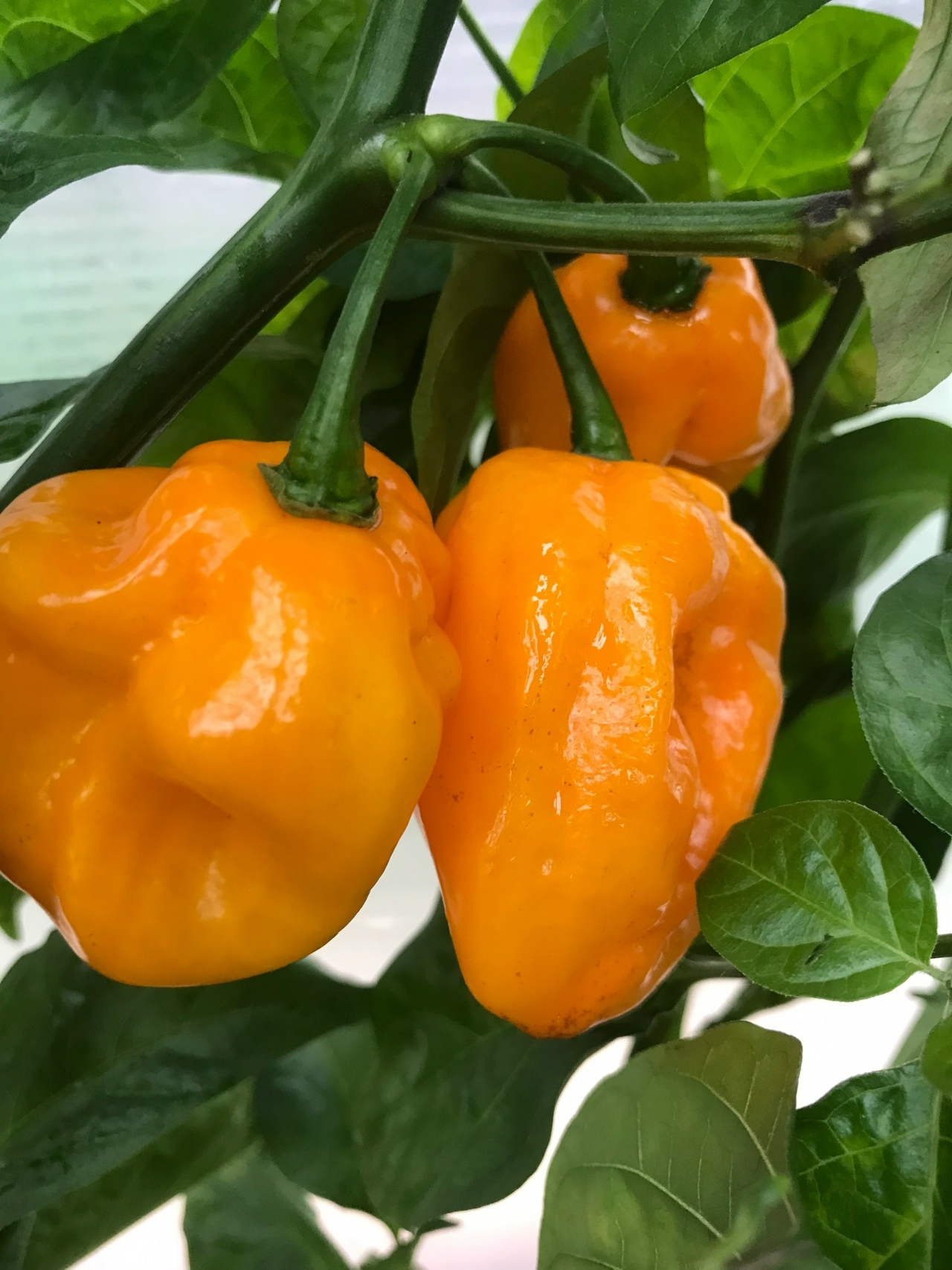 Плоды острого перца Habanero Giant Yellow - фото 4