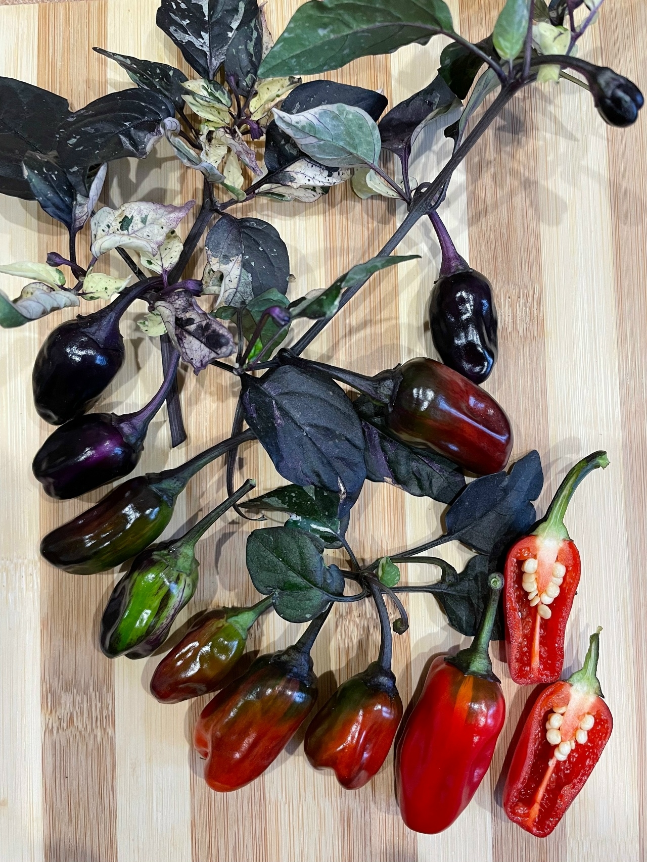 Семена острого перца Scarlett's Purple Flash