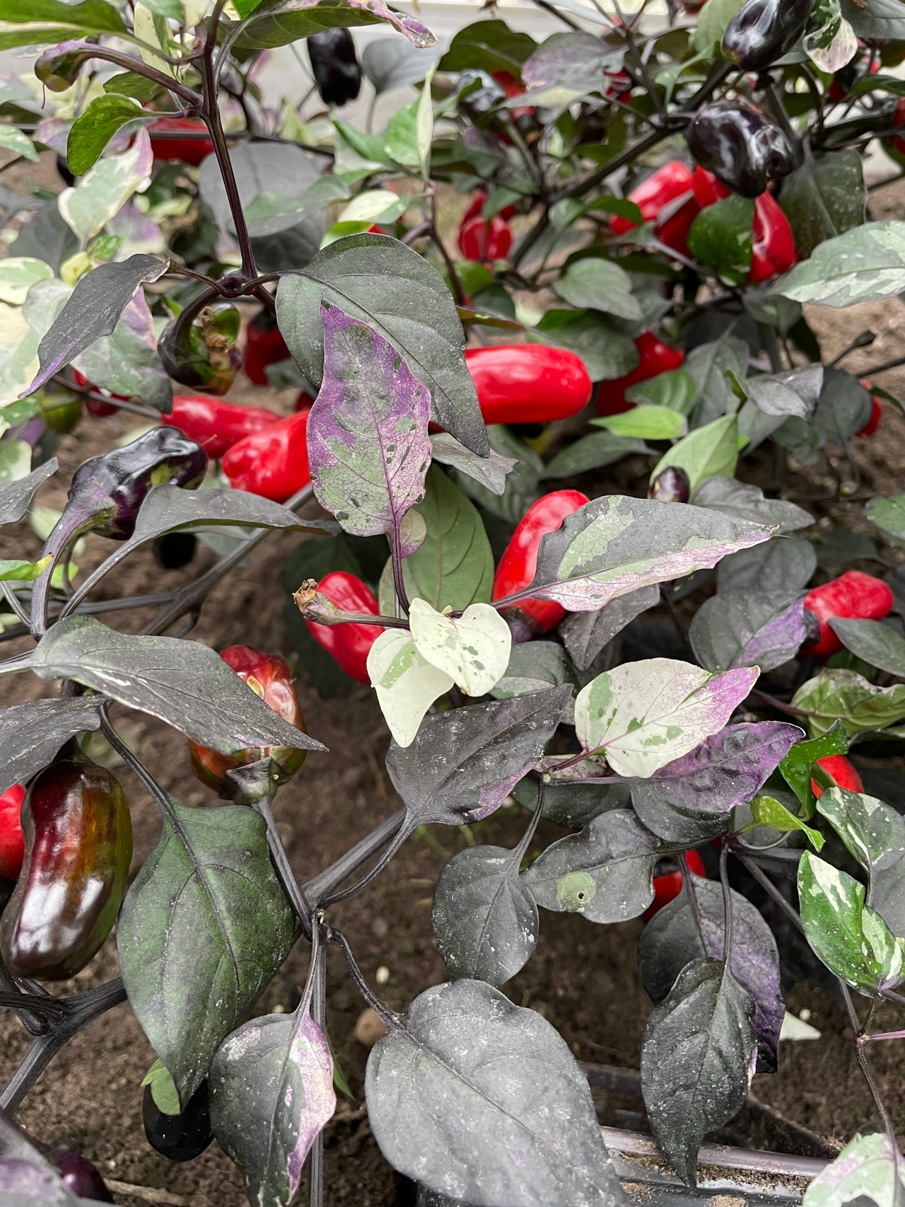 Выращивание острого перца Scarlett's Purple Flash - фото 2