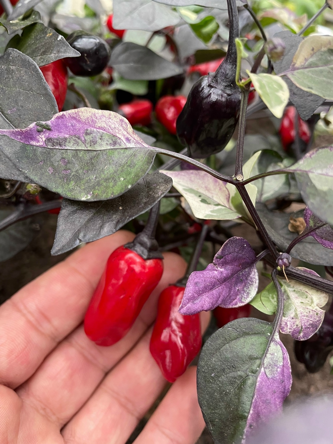 Сорт острого перца Scarlett's Purple Flash - фото 3